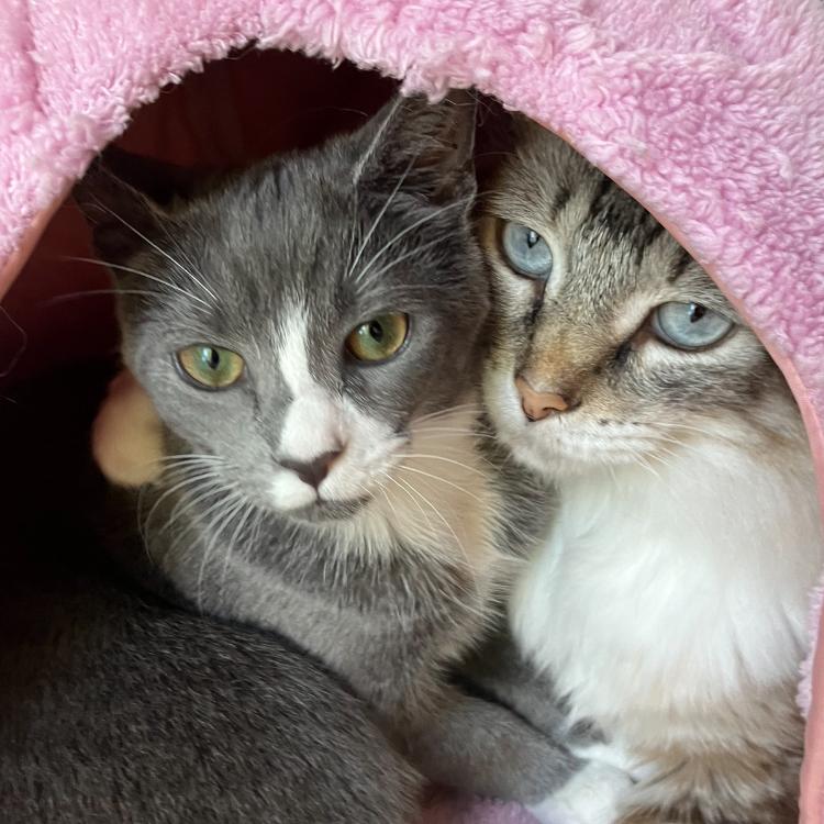 Annie, a Adoptable Domestic Short Hair in Waxhaw, NC image 1/6