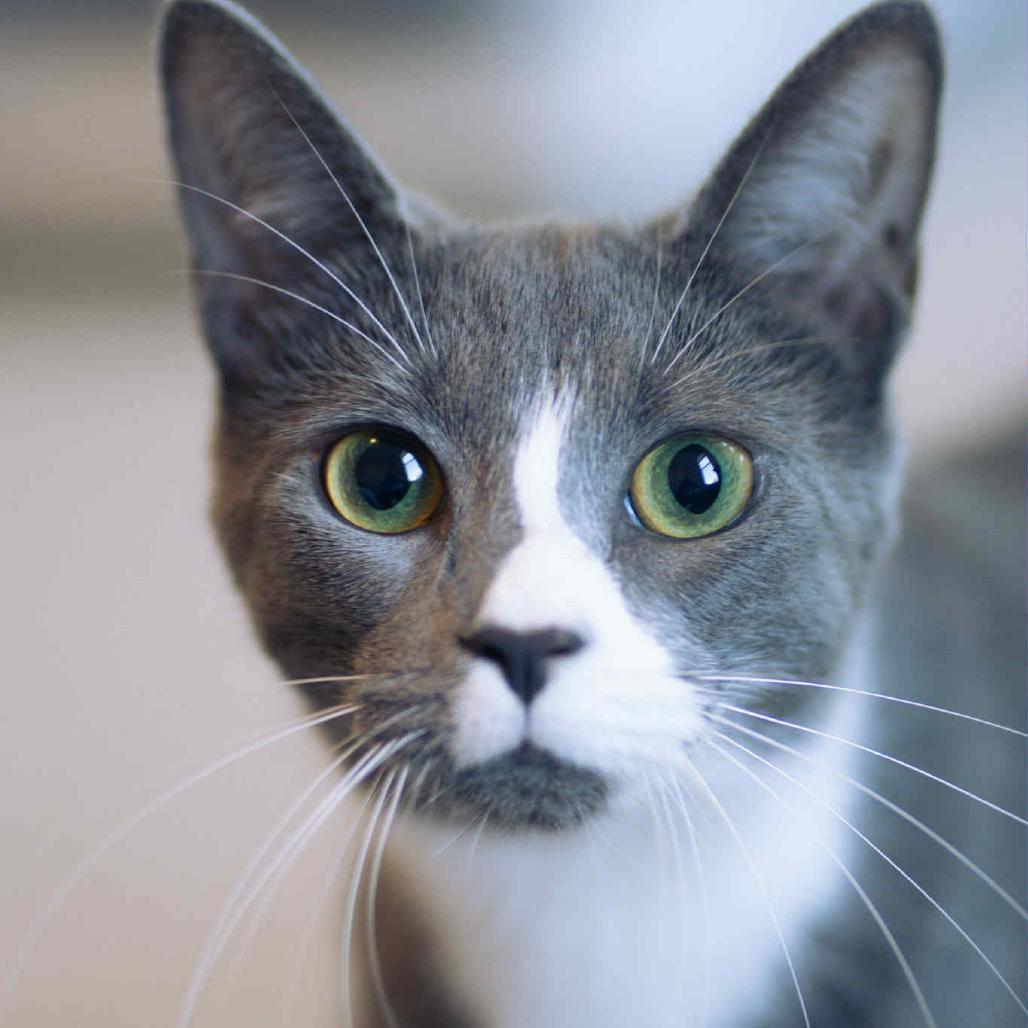 Annie, a Adoptable Domestic Short Hair in Waxhaw, NC image 2/6