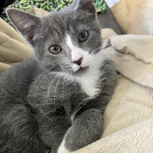 Annie, a Adoptable Domestic Short Hair in Waxhaw, NC image 3/6