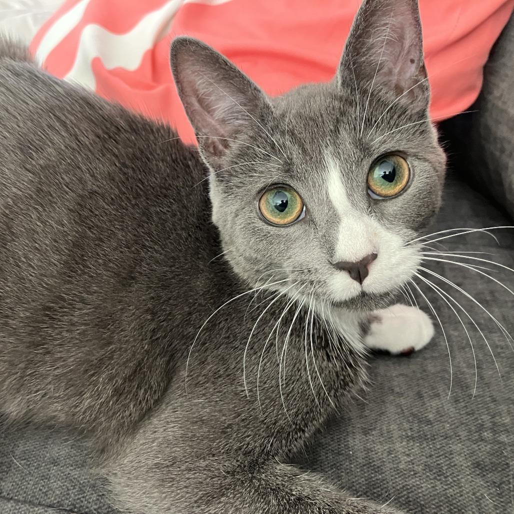 Annie, a Adoptable Domestic Short Hair in Waxhaw, NC image 4/6