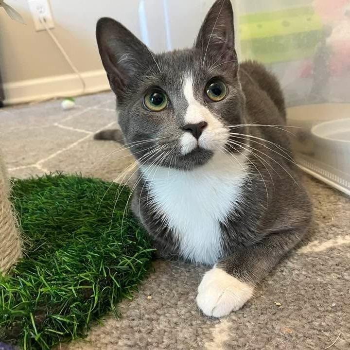 Annie, a Adoptable Domestic Short Hair in Waxhaw, NC image 5/6