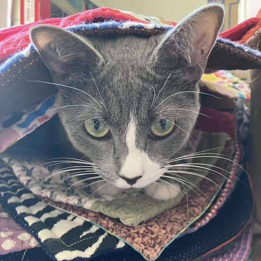 Annie, a Adoptable Domestic Short Hair in Waxhaw, NC image 6/6