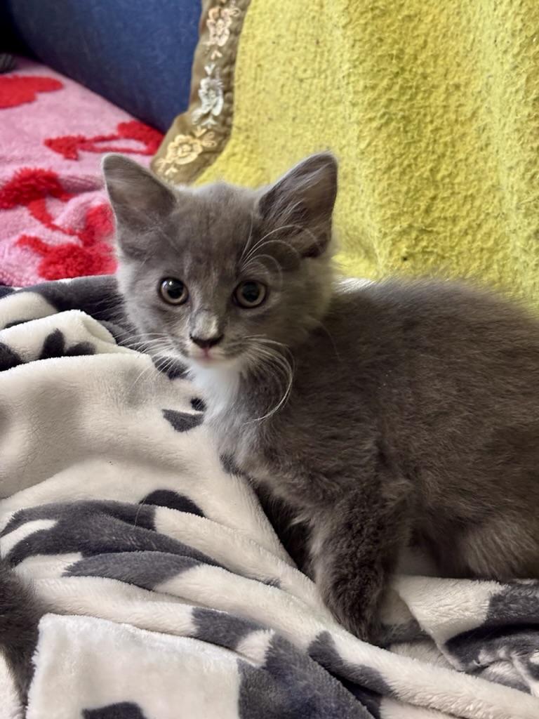 Enlarge Tig, an adopted Domestic Short Hair in Clyde, NC image 3/3