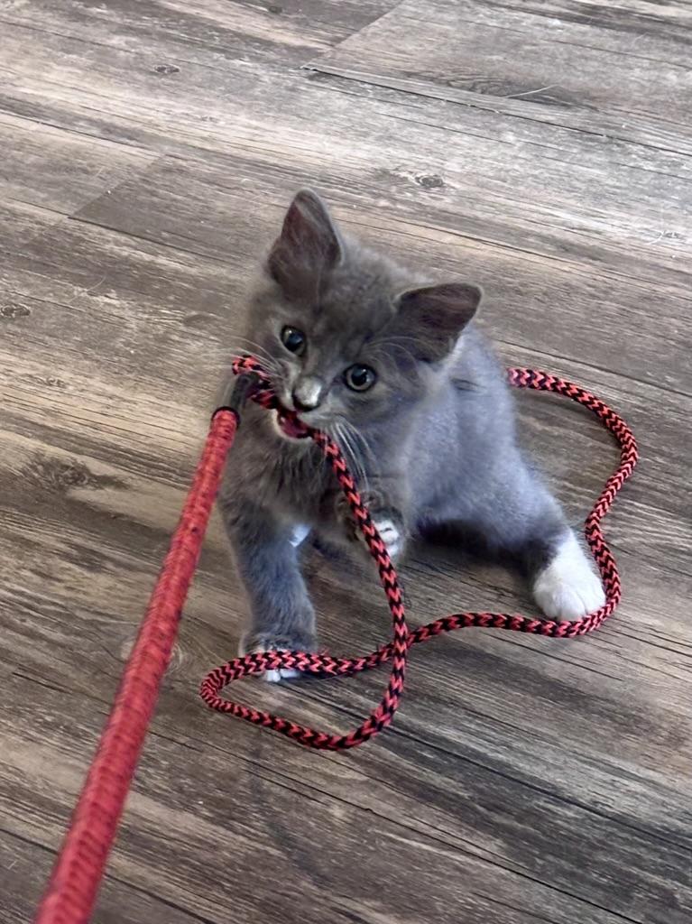 Enlarge Tig, an adopted Domestic Short Hair in Clyde, NC image 2/3