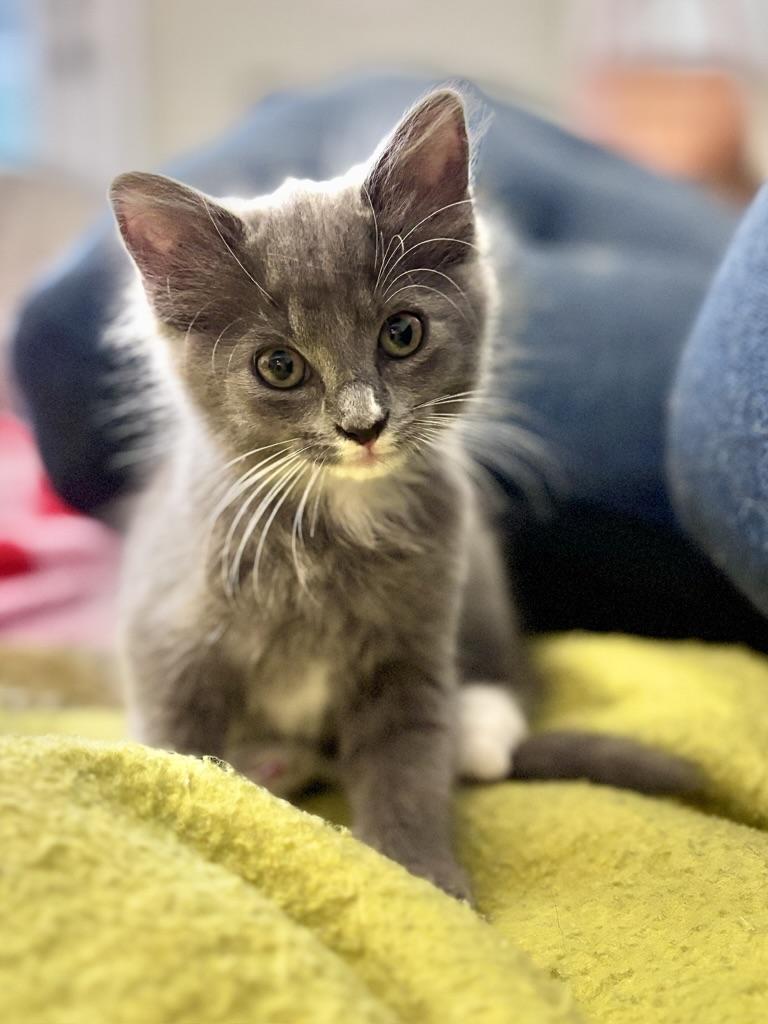 Tig, adopted, Kitten Female Domestic Short Hair.