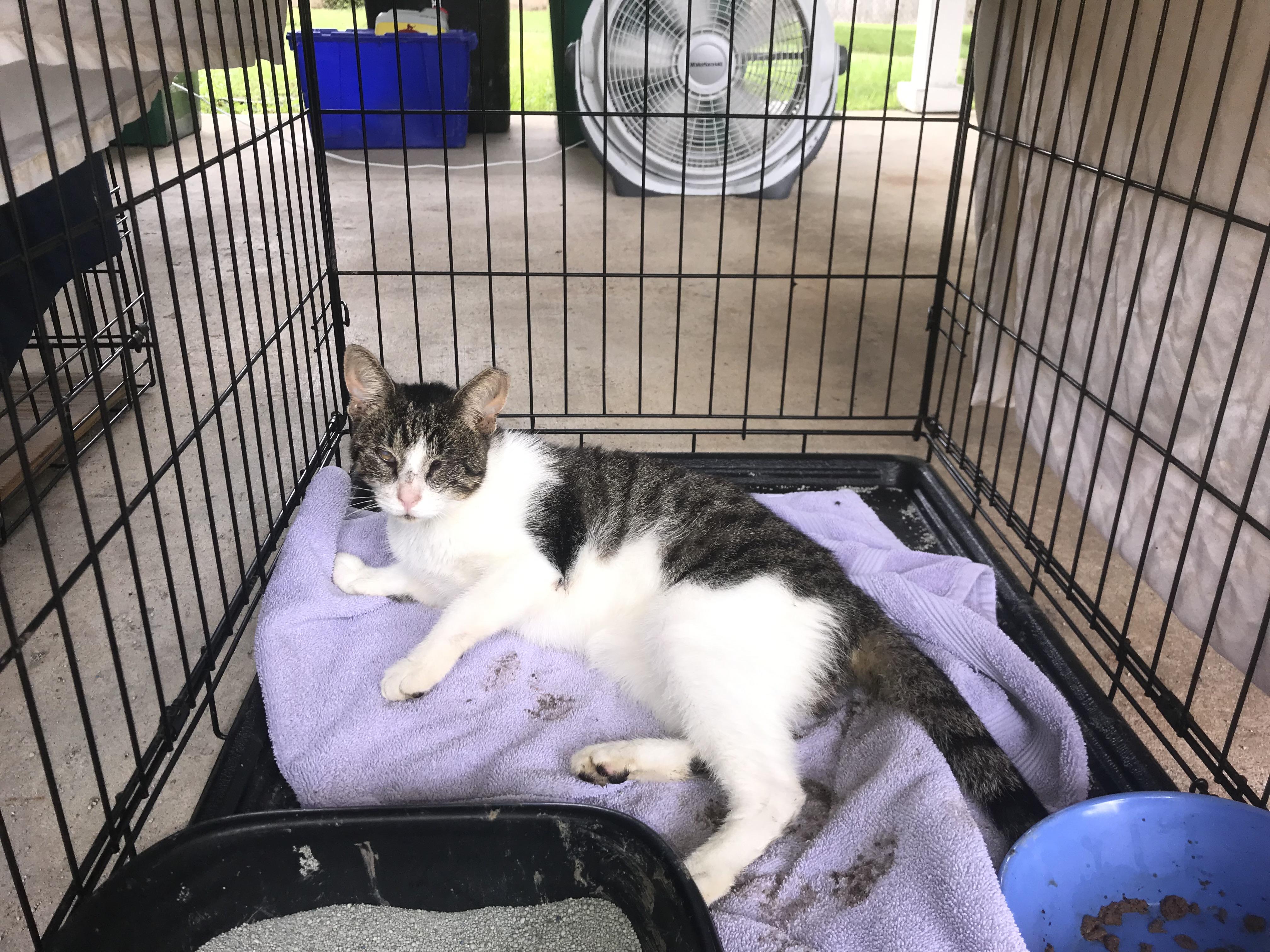 Tooie, an adoptable Domestic Short Hair in Ocean Springs, MS, 39564 | Photo Image 2