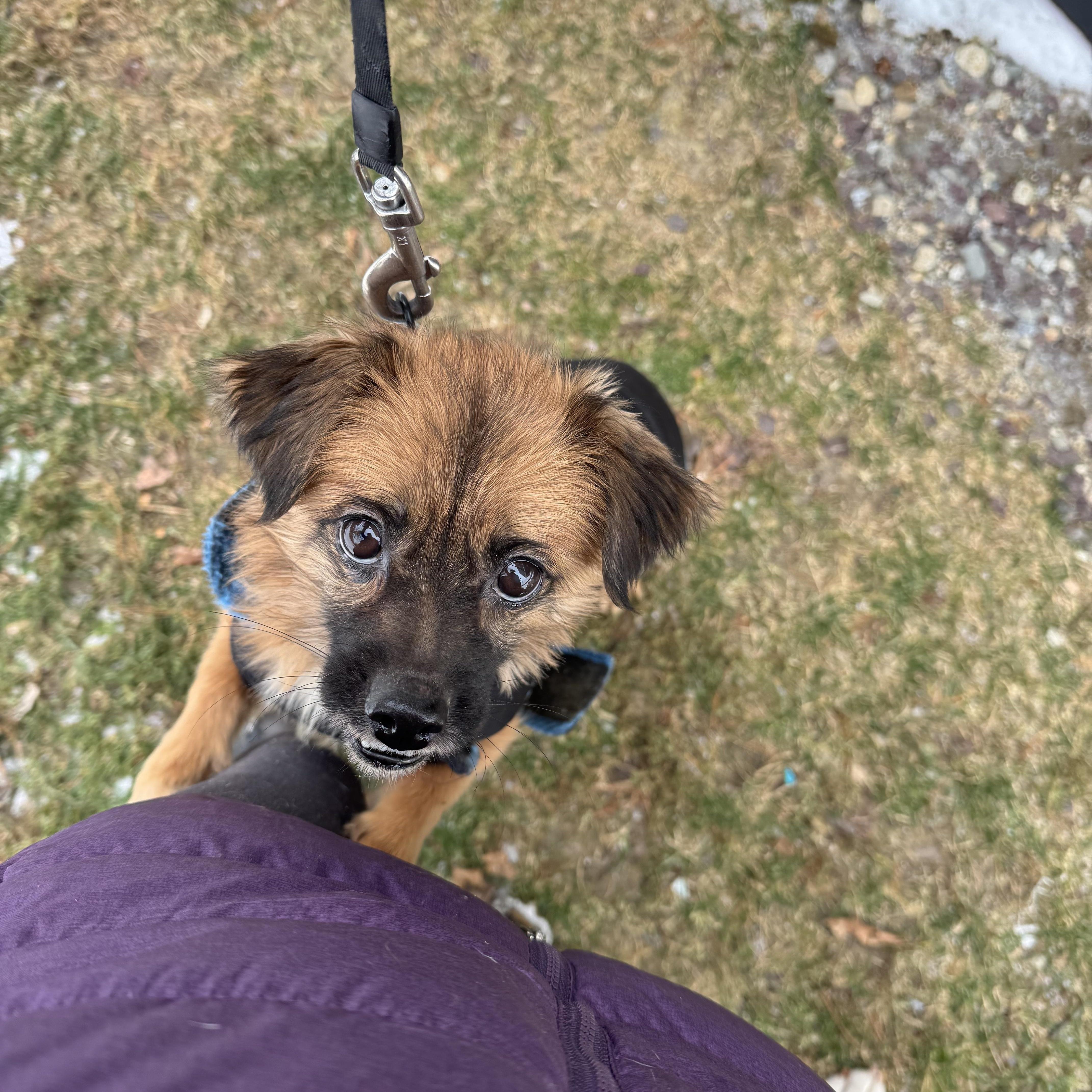 Enlarge Rascal , a ADOPTABLE mixed breed in Weare, NH image 3/5