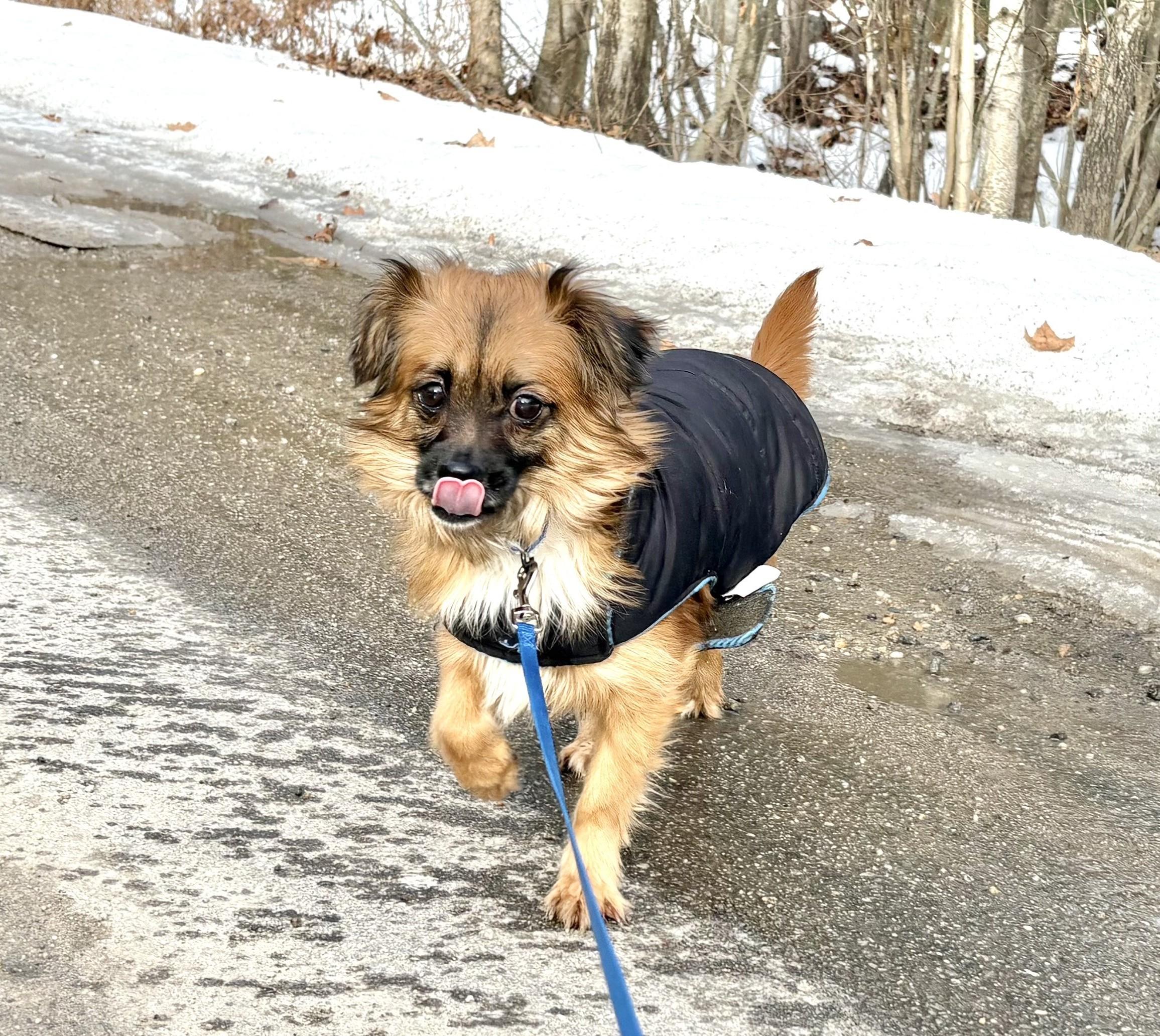 Rascal , ADOPTABLE, Young Male Chihuahua & Pekingese.