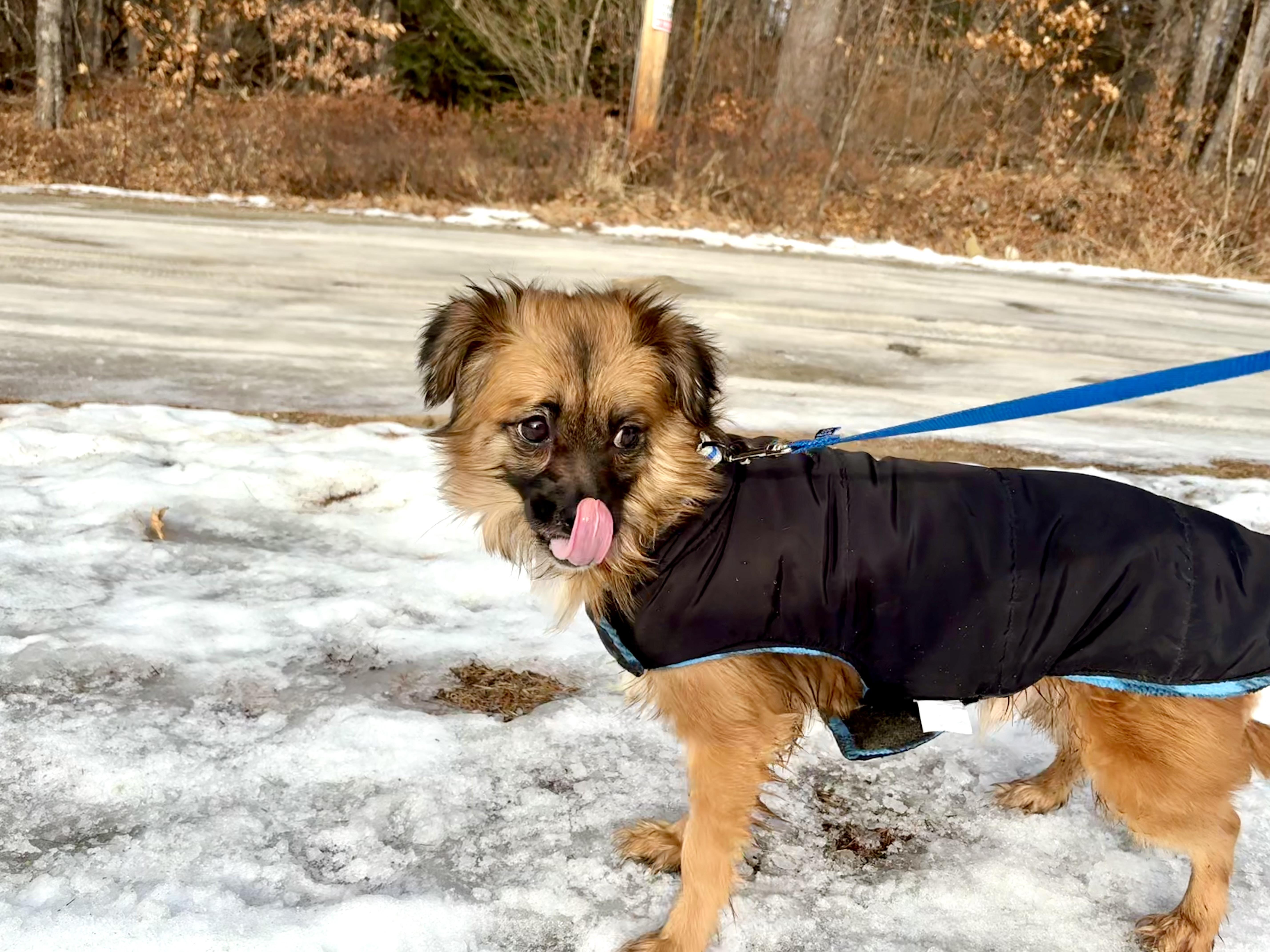 Rascal - Adopted | Petfinder