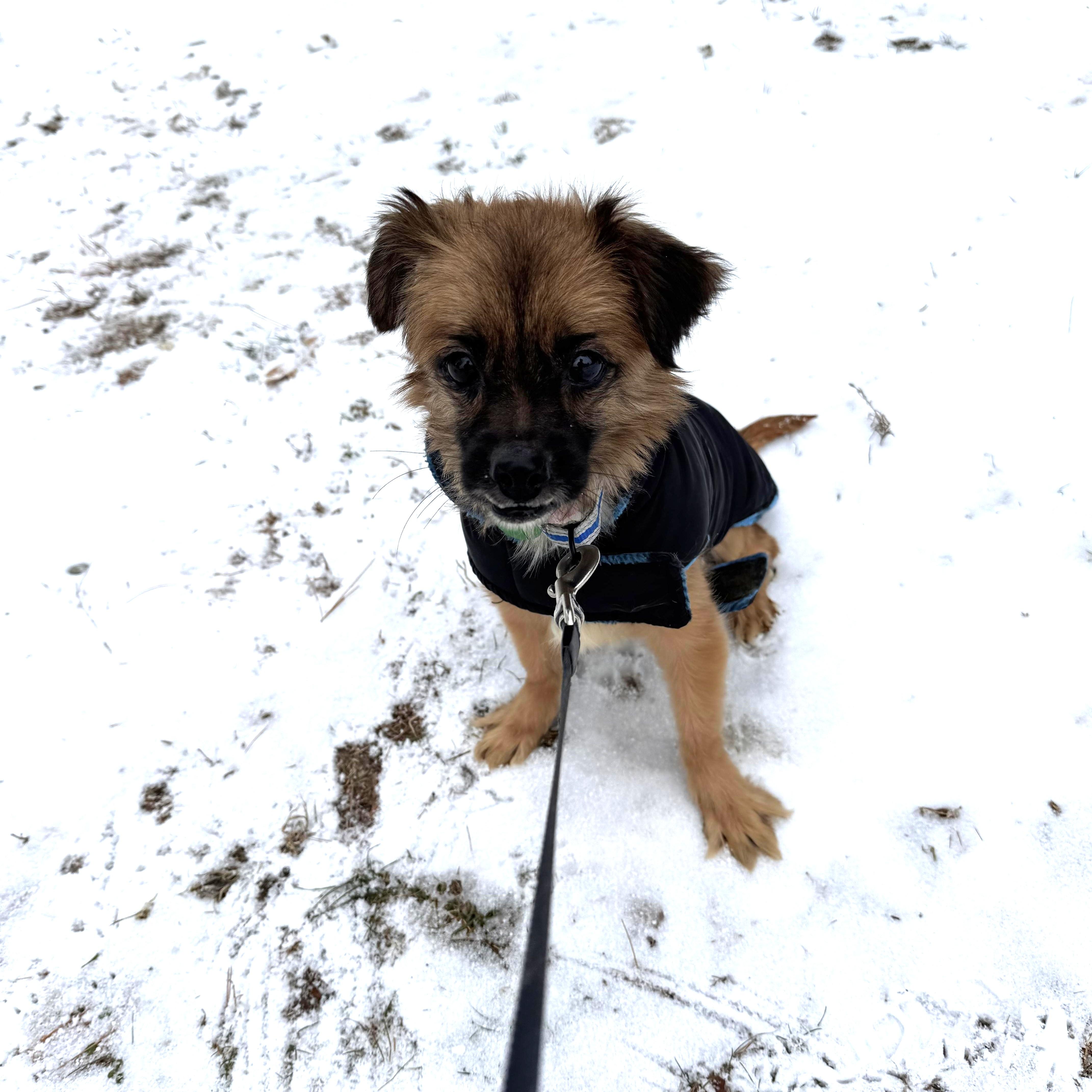 Enlarge Rascal , a ADOPTABLE mixed breed in Weare, NH image 1/5