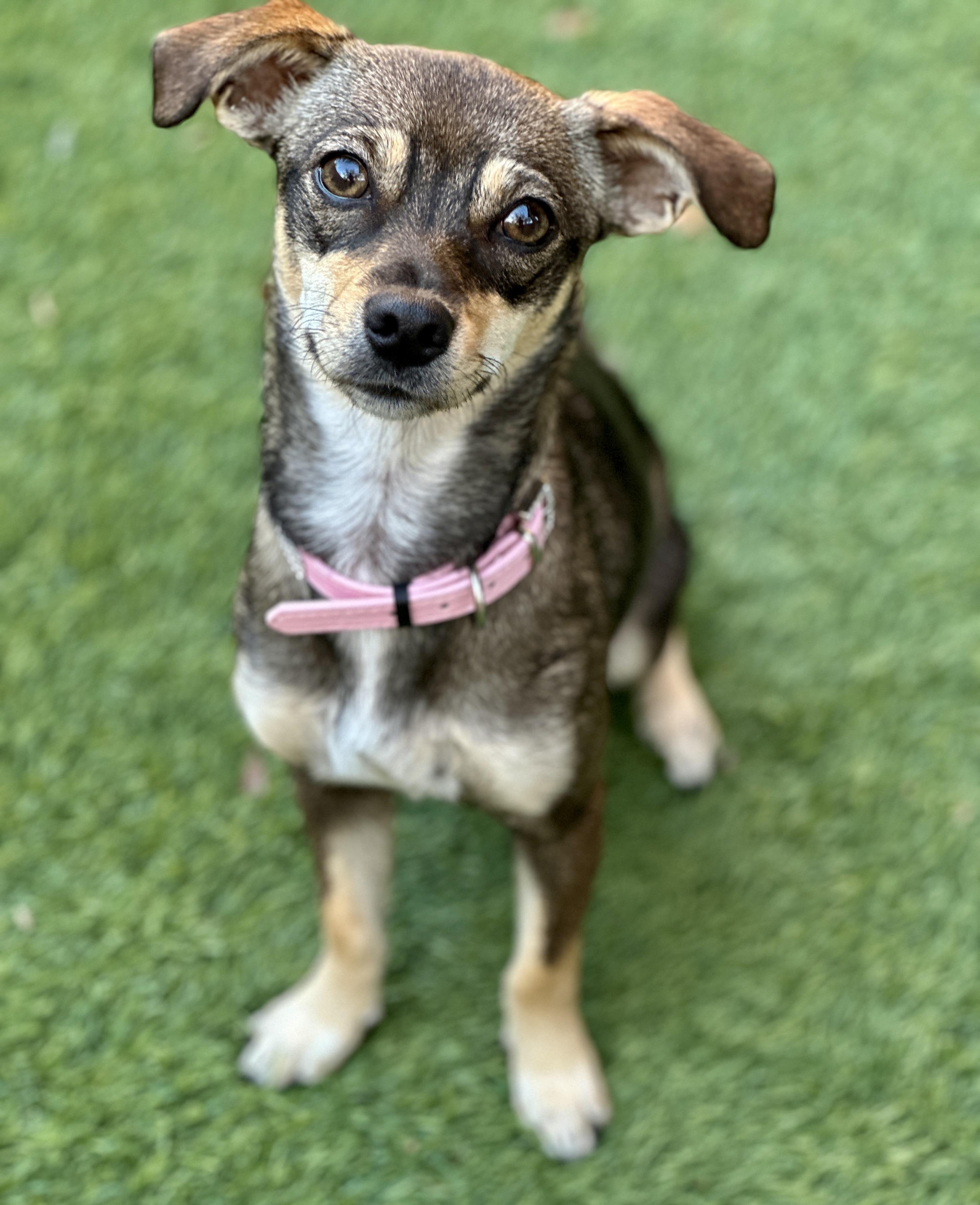 Millie, Adoptable, Young Female Jack Russell Terrier & Chihuahua.