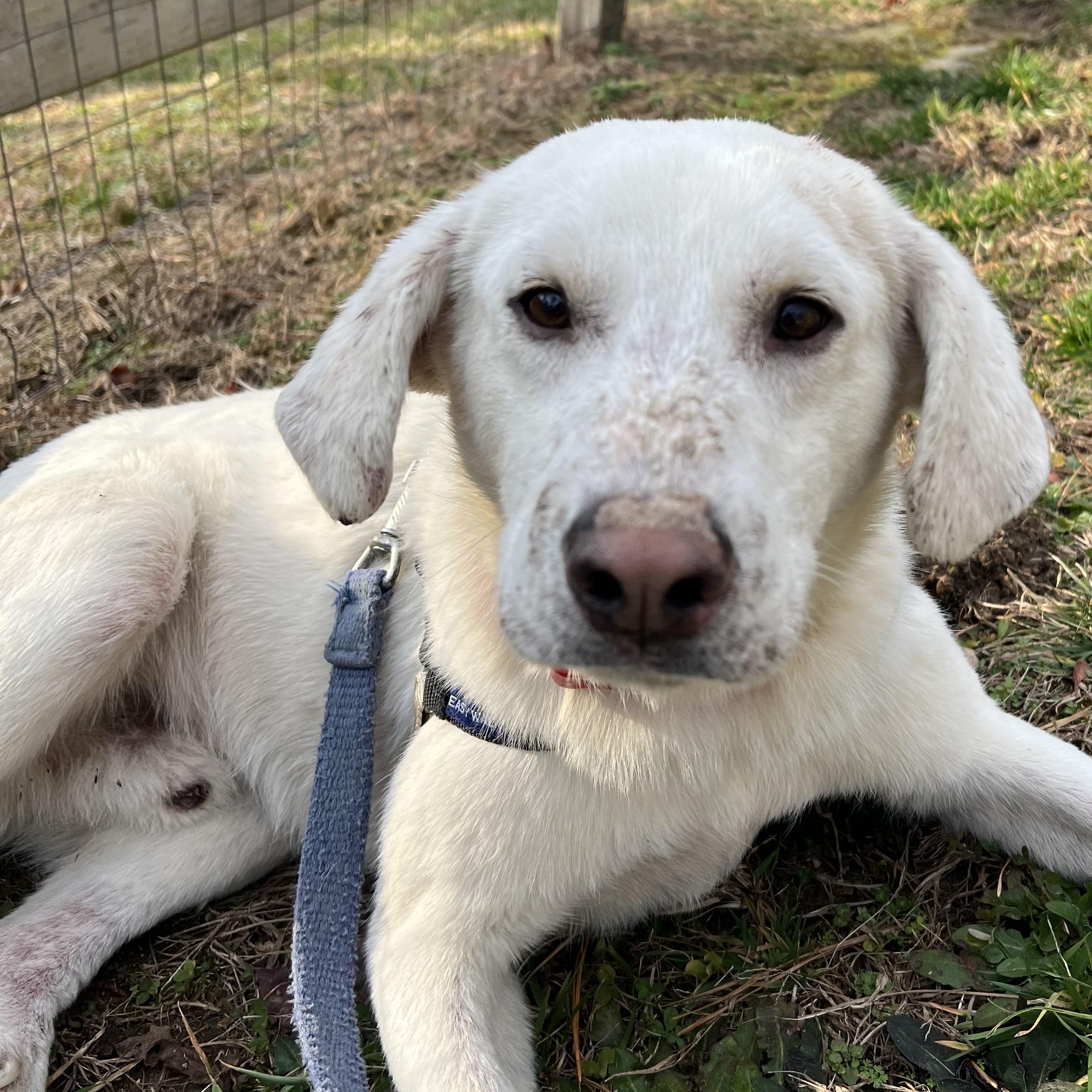 Enlarge Bubba, a ADOPTABLE mixed breed in Cedar Mountain, NC image 6/6