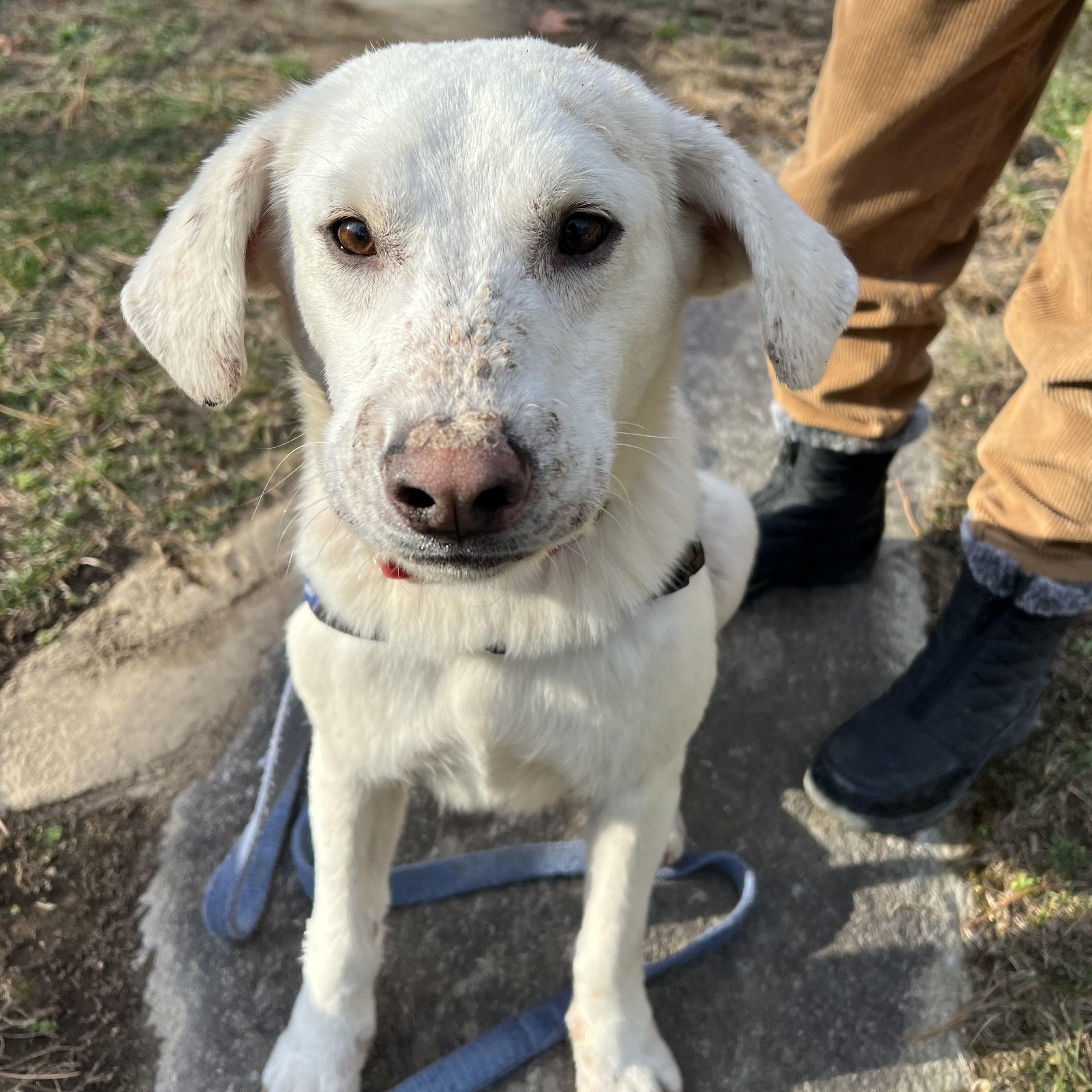 Enlarge Bubba, a ADOPTABLE mixed breed in Cedar Mountain, NC image 5/6