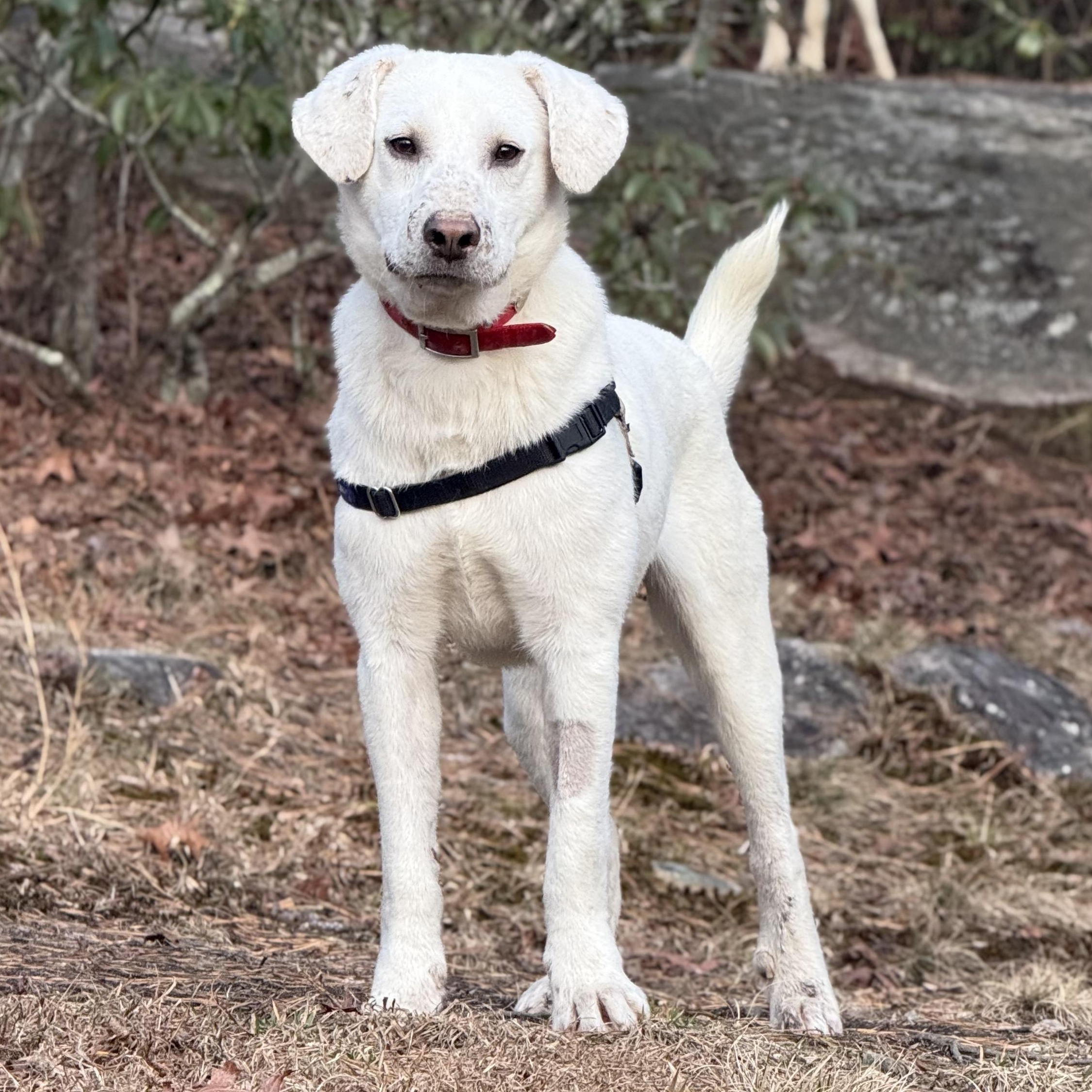 Enlarge Bubba, an adoptable mixed breed in Cedar Mountain, NC image 6/6