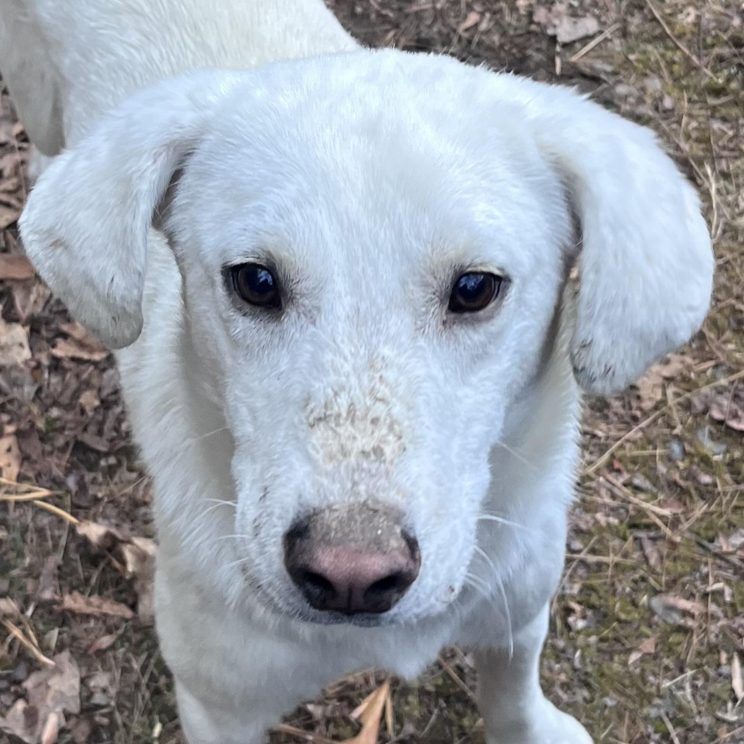 Enlarge Bubba, a ADOPTABLE mixed breed in Cedar Mountain, NC image 4/6