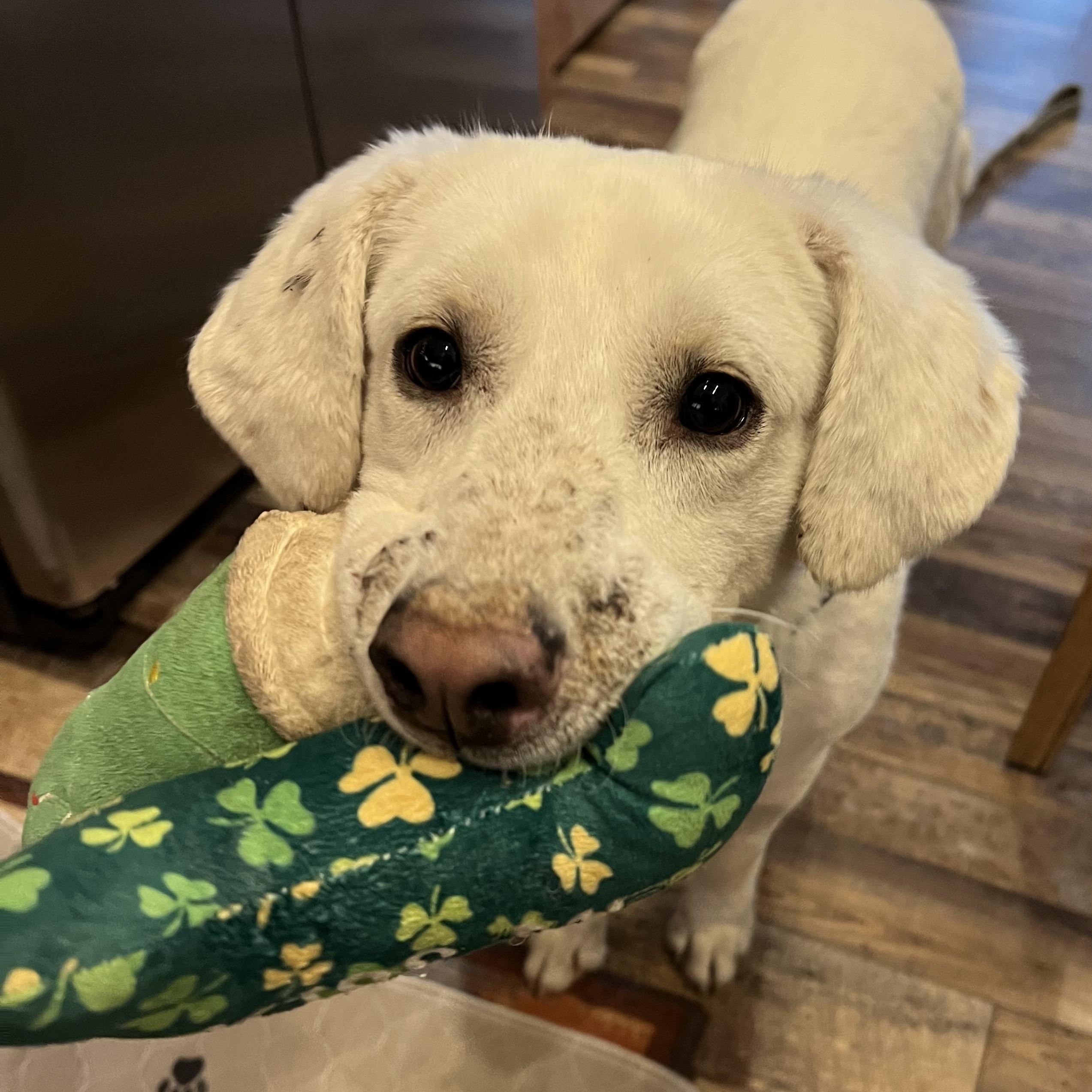 Enlarge Bubba, an adoptable mixed breed in Cedar Mountain, NC image 4/6
