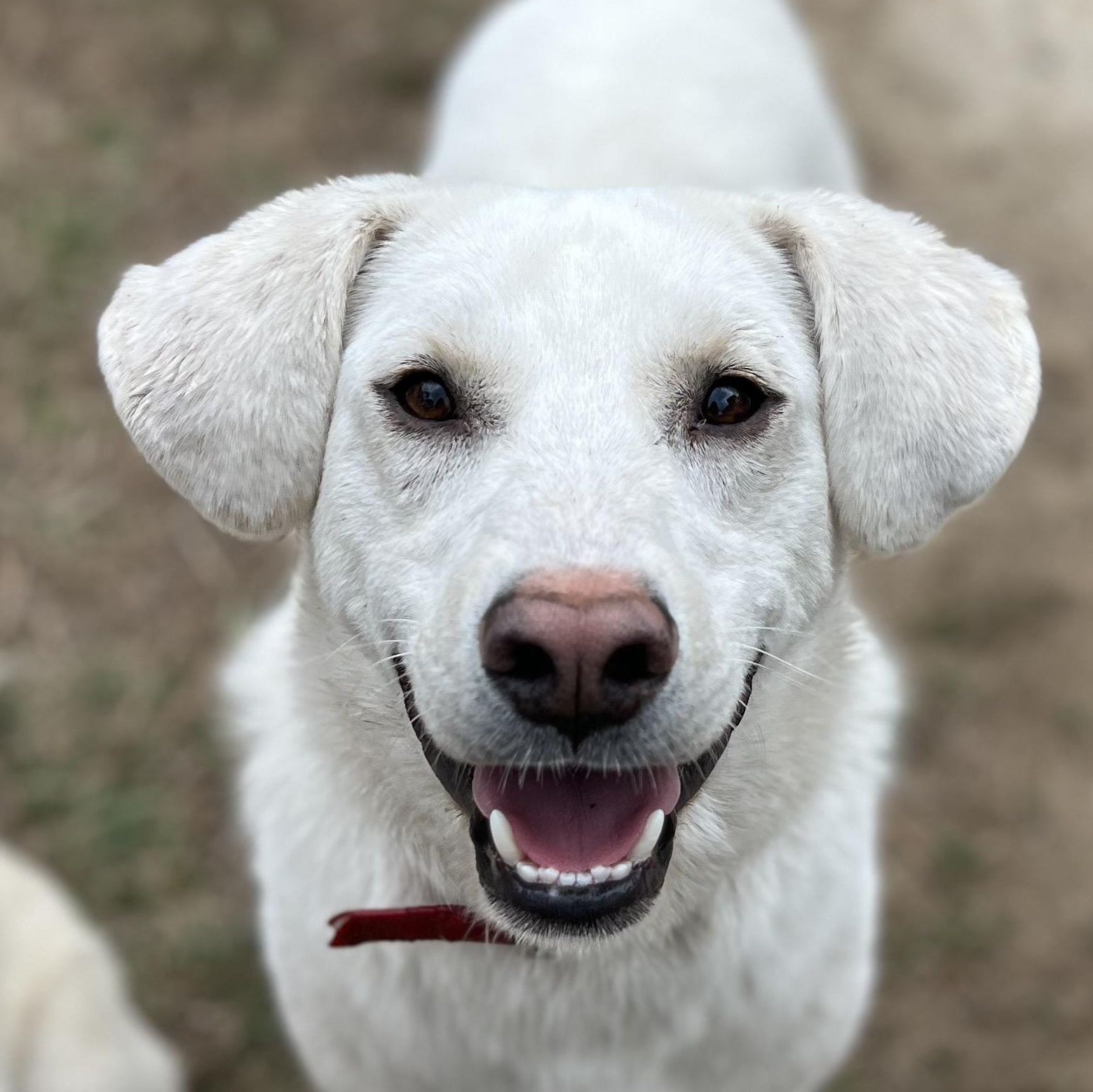 Bubba, adoptable, Young Male Labrador Retriever.