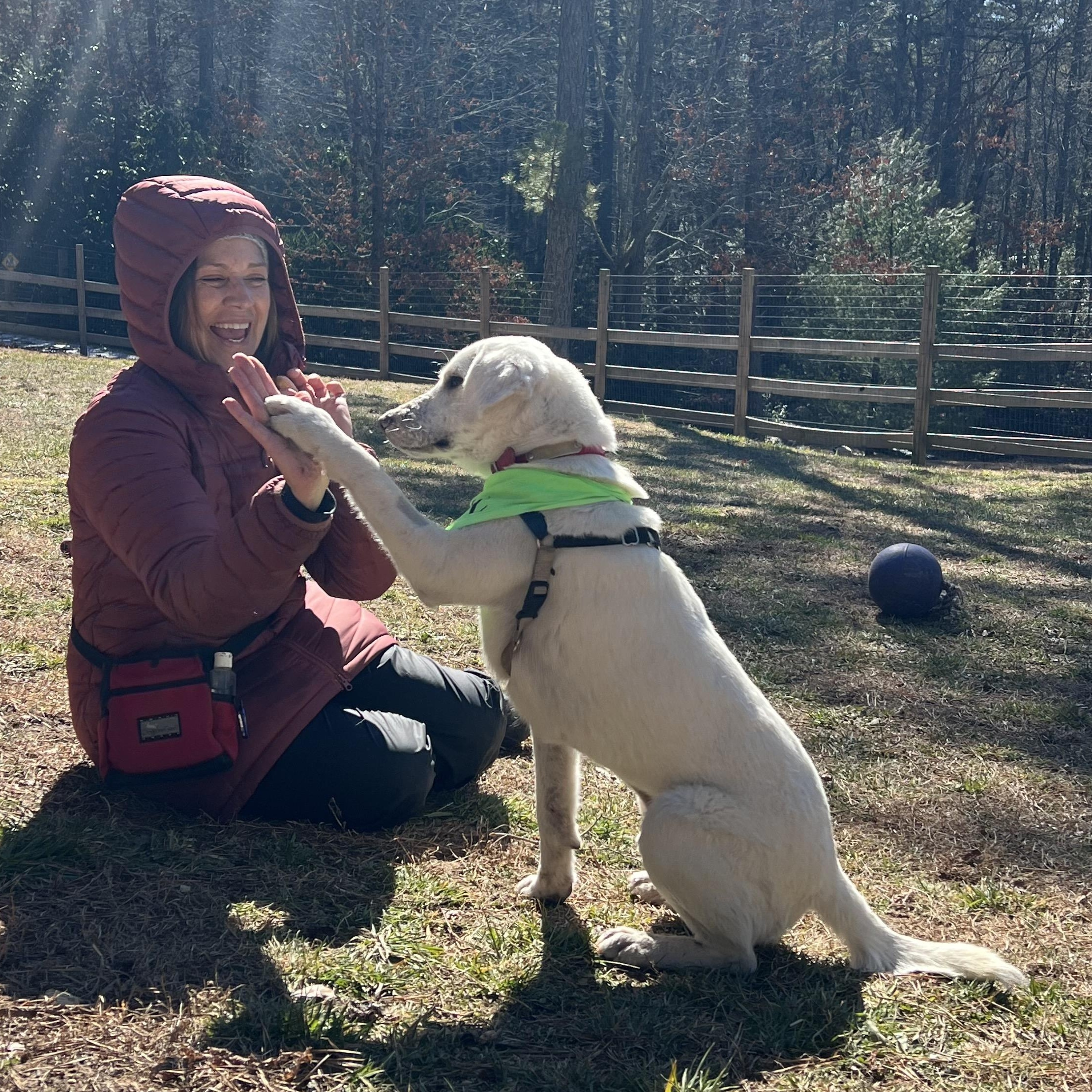 Enlarge Bubba, an adoptable mixed breed in Cedar Mountain, NC image 5/6