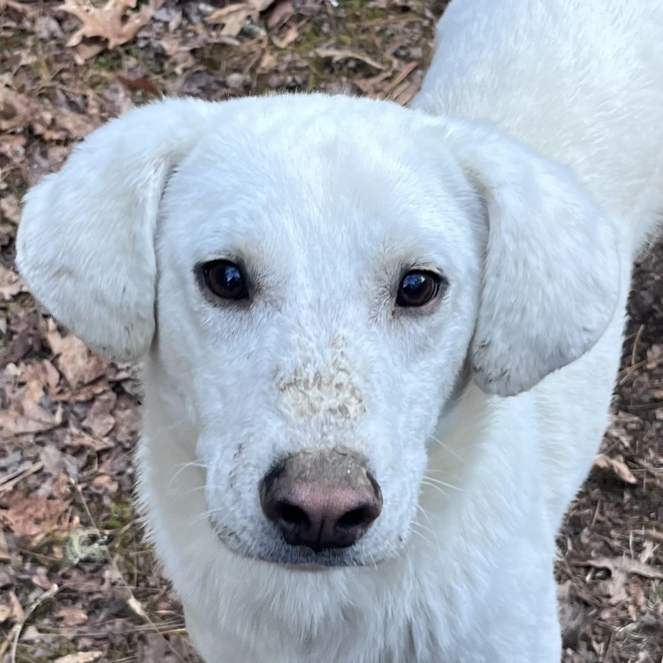 Enlarge Bubba, a ADOPTABLE mixed breed in Cedar Mountain, NC image 1/6