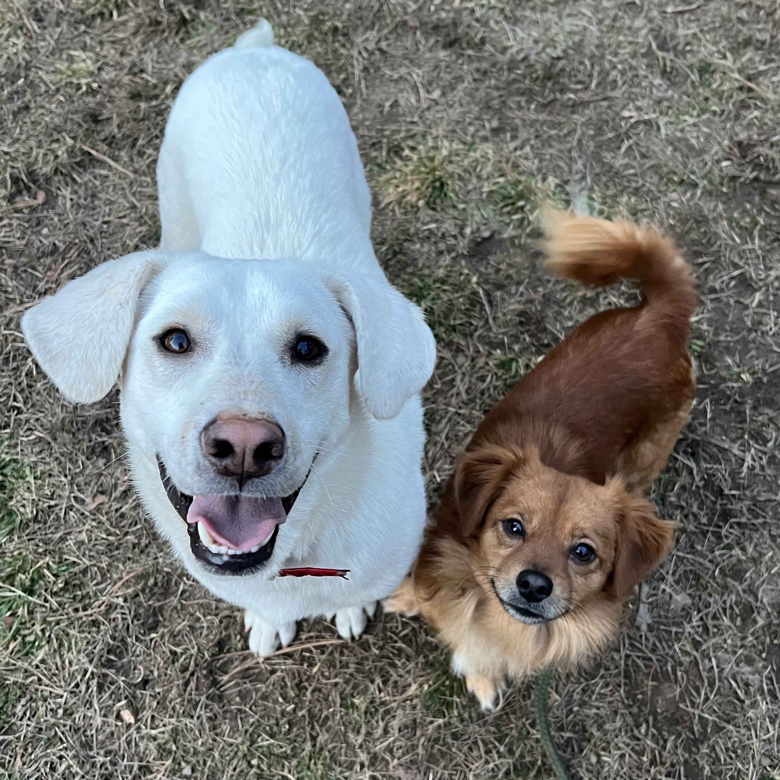 Enlarge Bubba, an adoptable mixed breed in Cedar Mountain, NC image 3/6