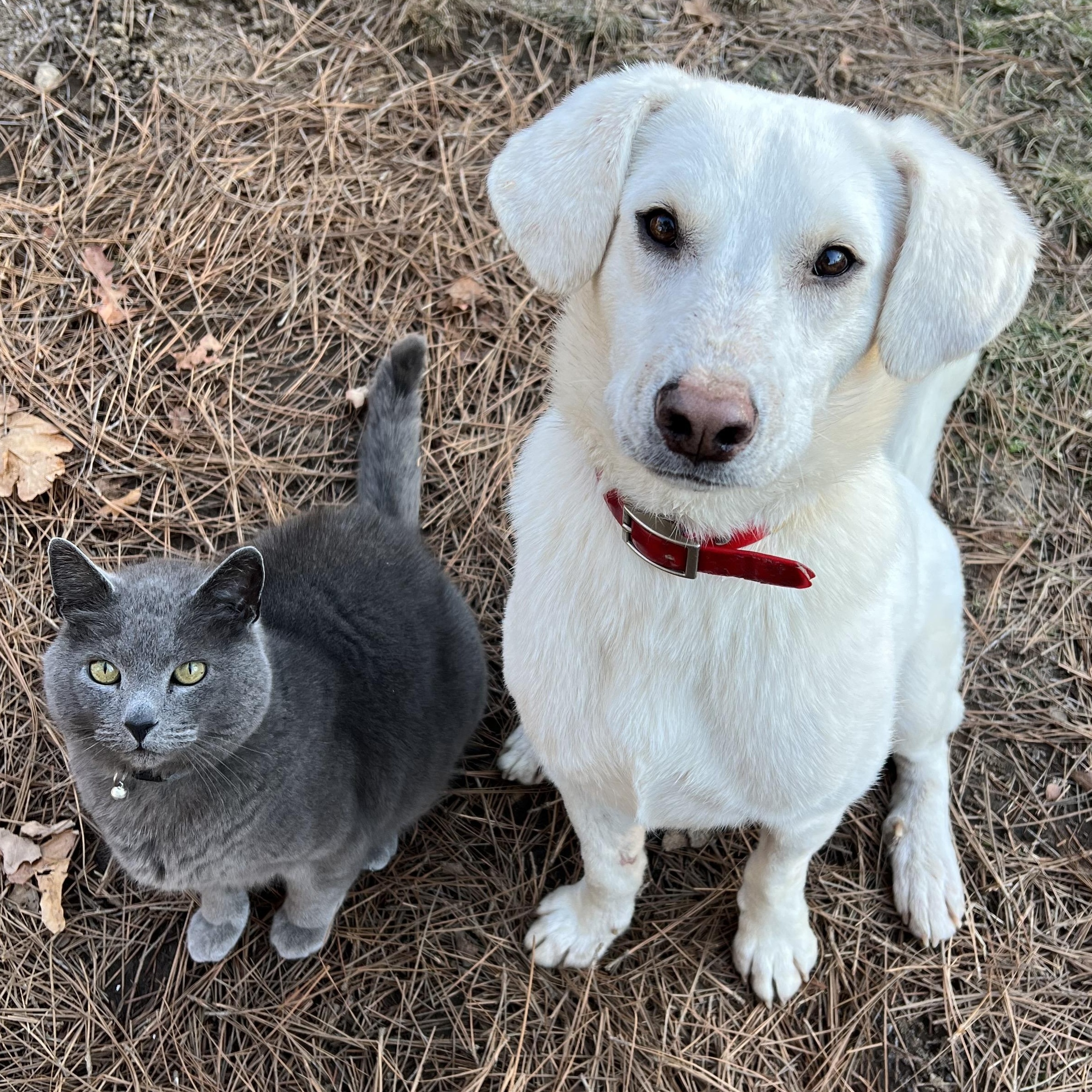 Enlarge Bubba, an adoptable mixed breed in Cedar Mountain, NC image 2/6