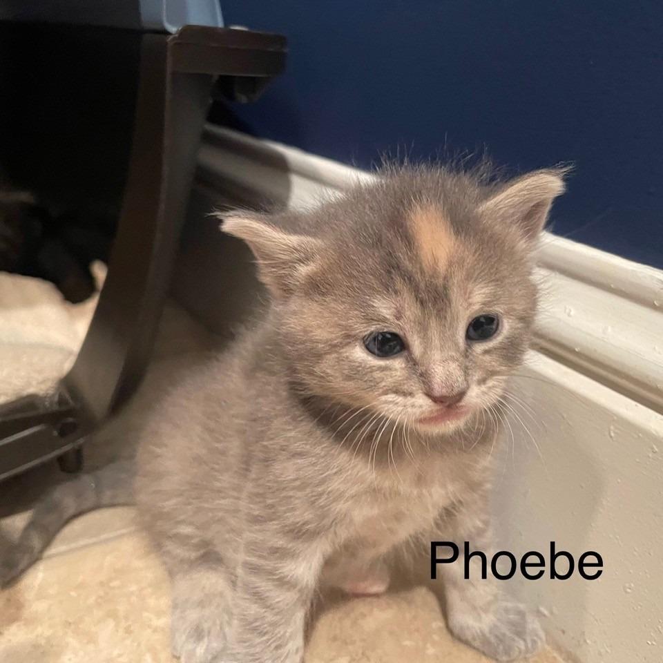 Phoebe, Adoptable, Kitten Female Domestic Short Hair.