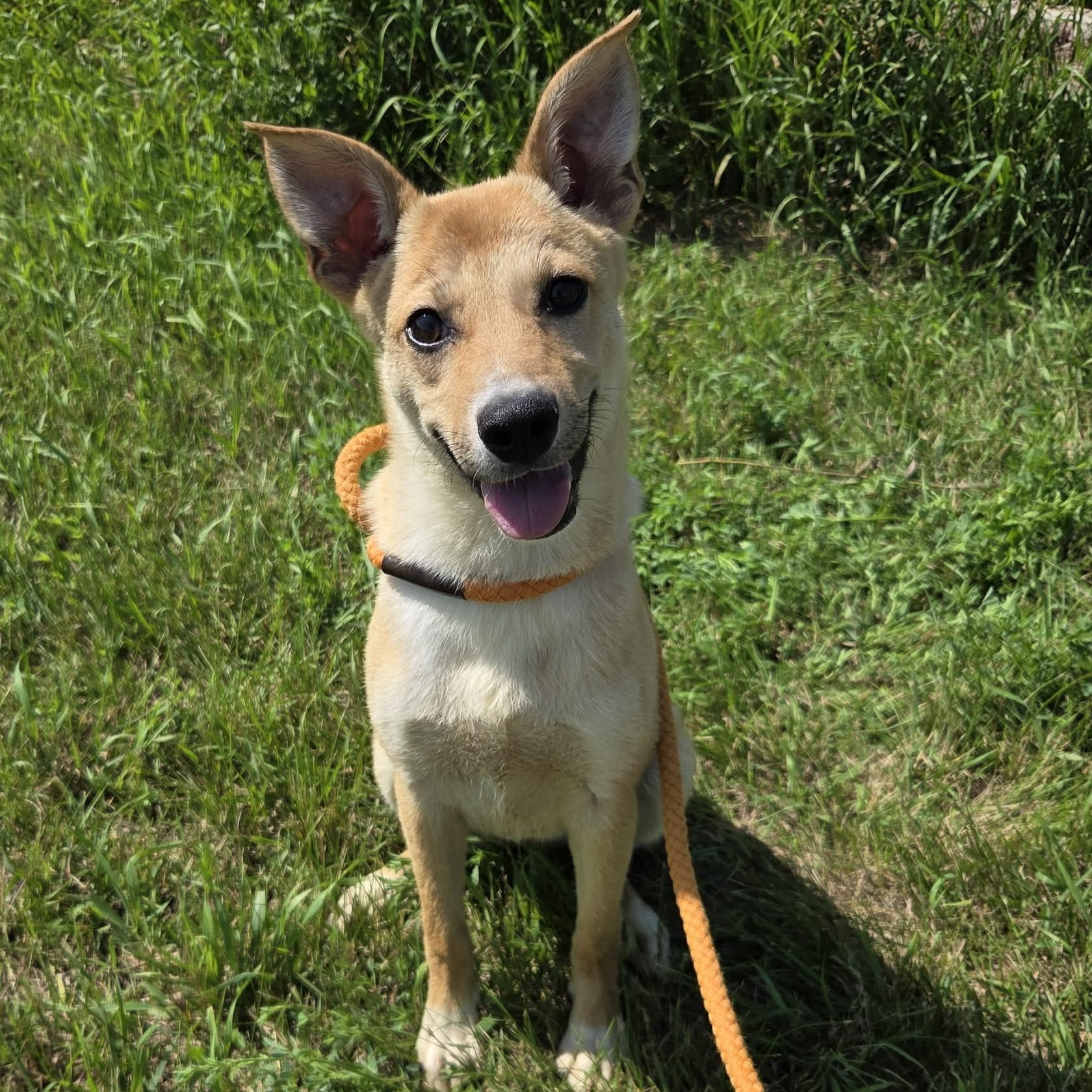 Foxy, ADOPTABLE, Puppy Female Mixed Breed.