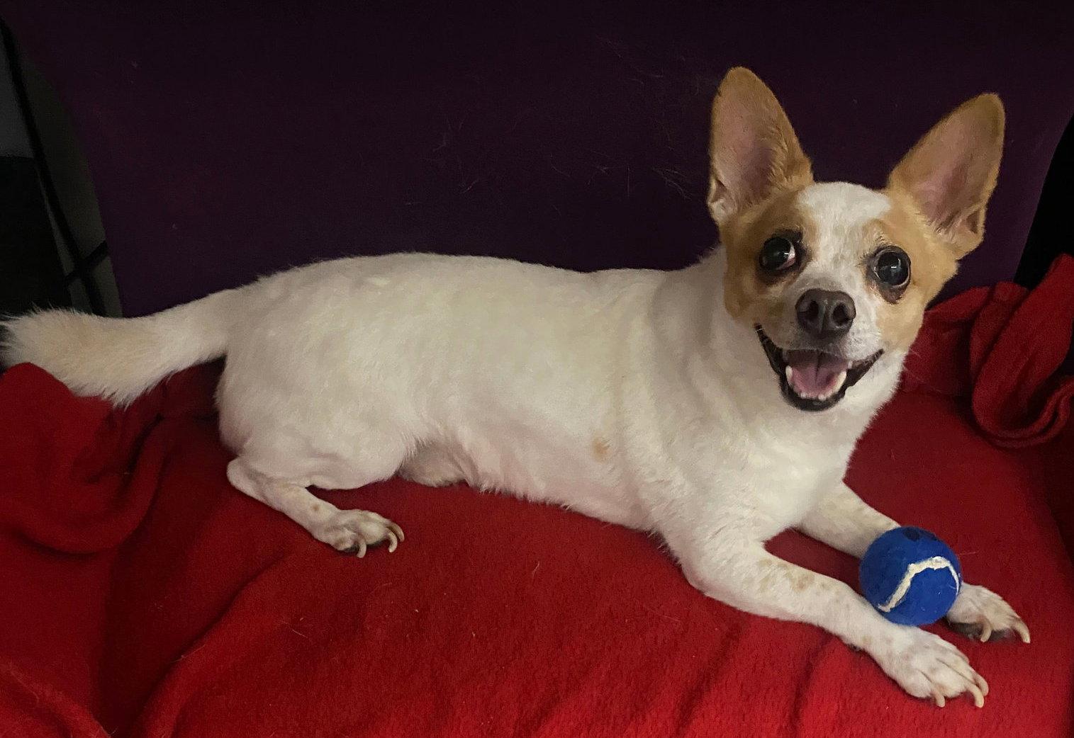 Enlarge Rocky, a Adoptable mixed breed in San Francisco, CA image 1/3
