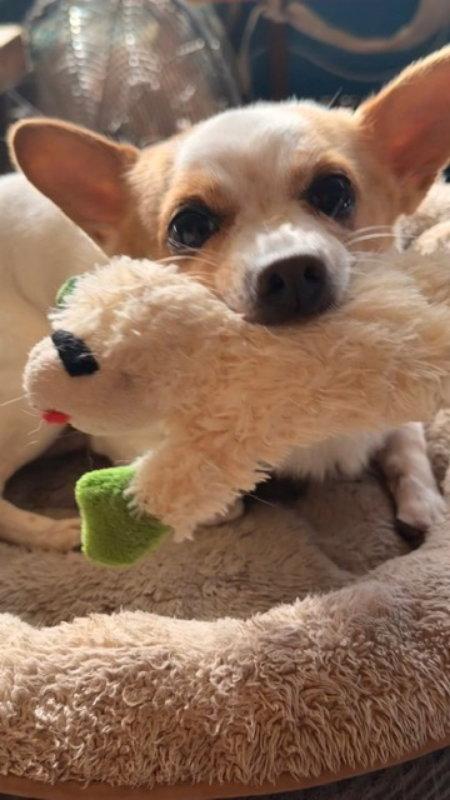 Enlarge Rocky, a Adoptable mixed breed in San Francisco, CA image 2/3