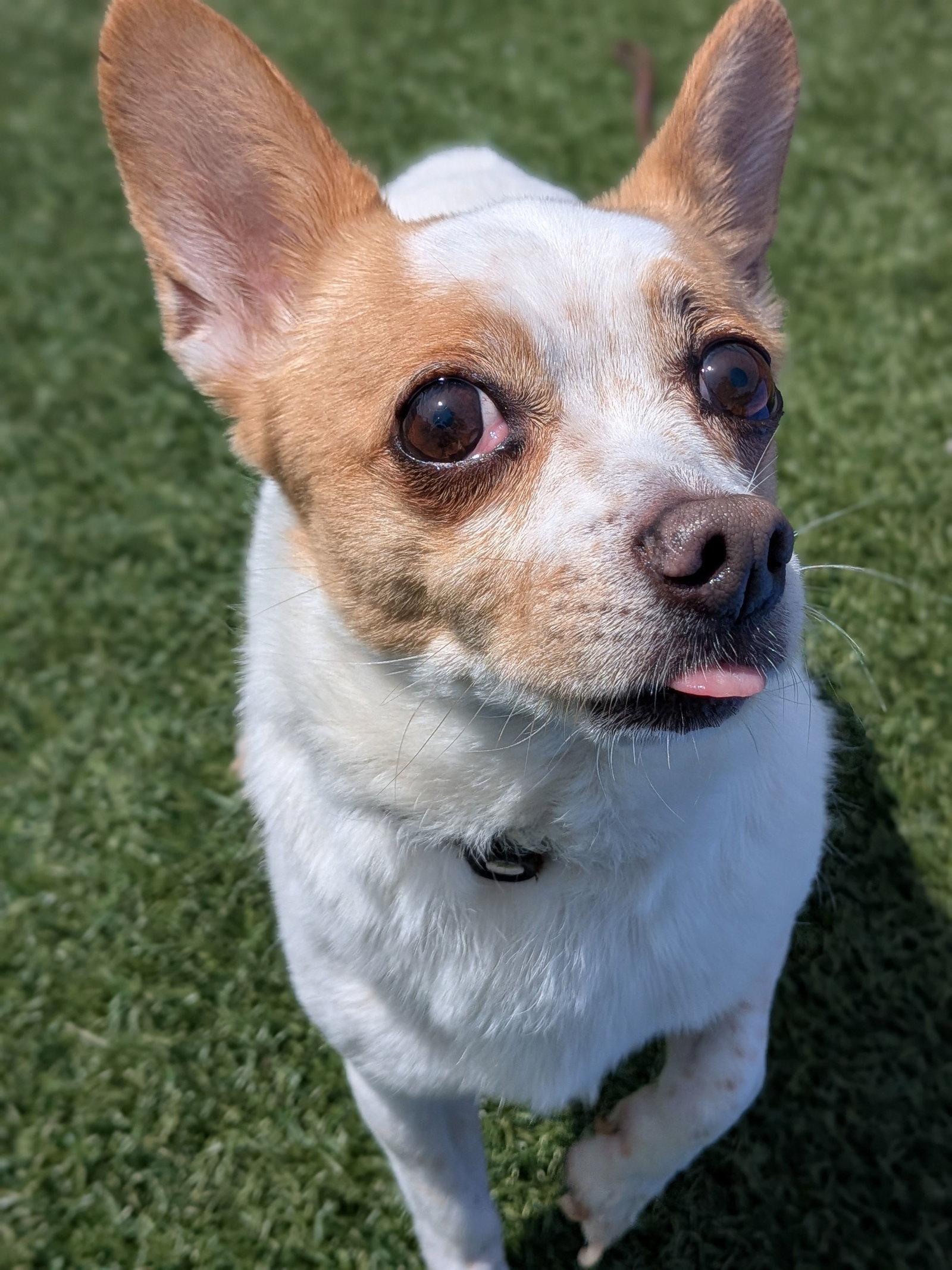 Enlarge Rocky, a Adoptable mixed breed in San Francisco, CA image 3/3