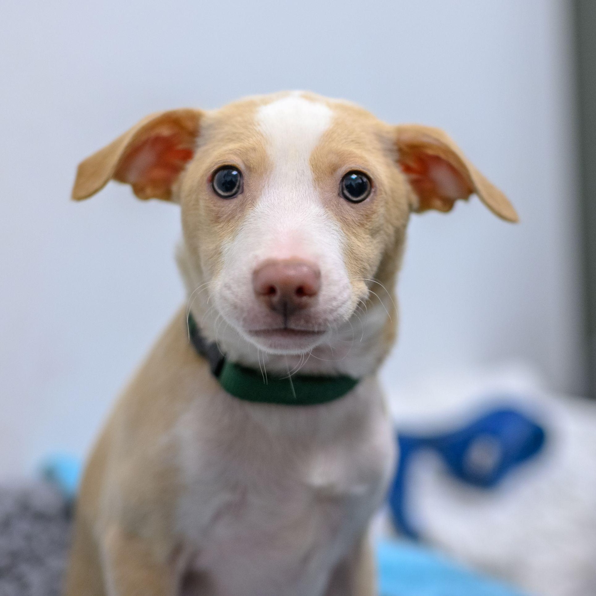 Enlarge JUJUBEE, a ADOPTABLE mixed breed in Hamilton, NJ image 4/6