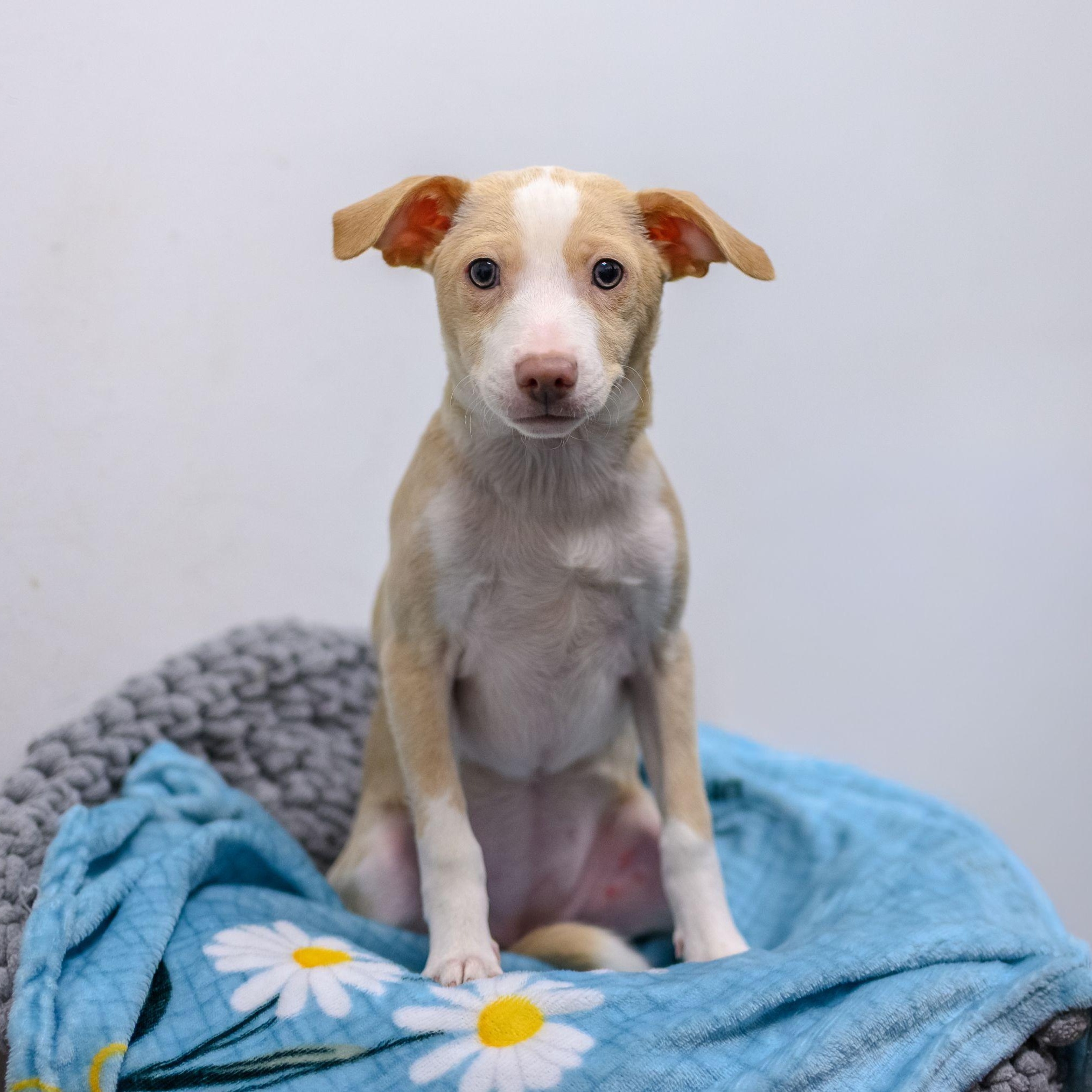 Enlarge JUJUBEE, a ADOPTABLE mixed breed in Hamilton, NJ image 2/6