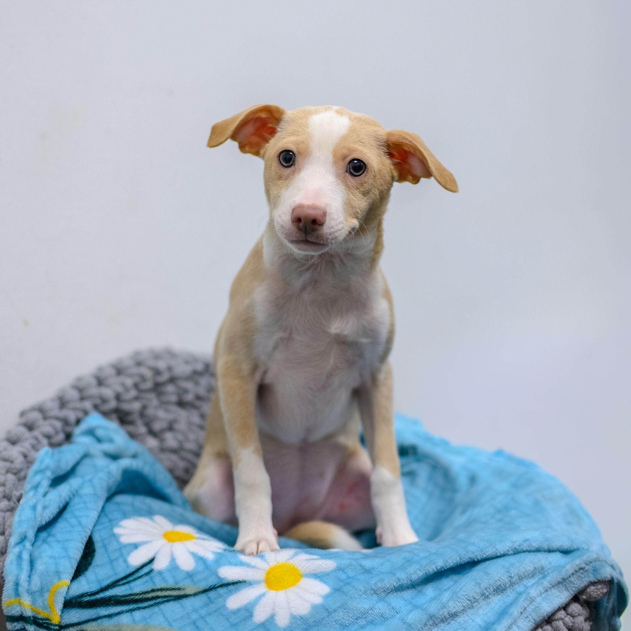 Enlarge JUJUBEE, a ADOPTABLE mixed breed in Hamilton, NJ image 3/6