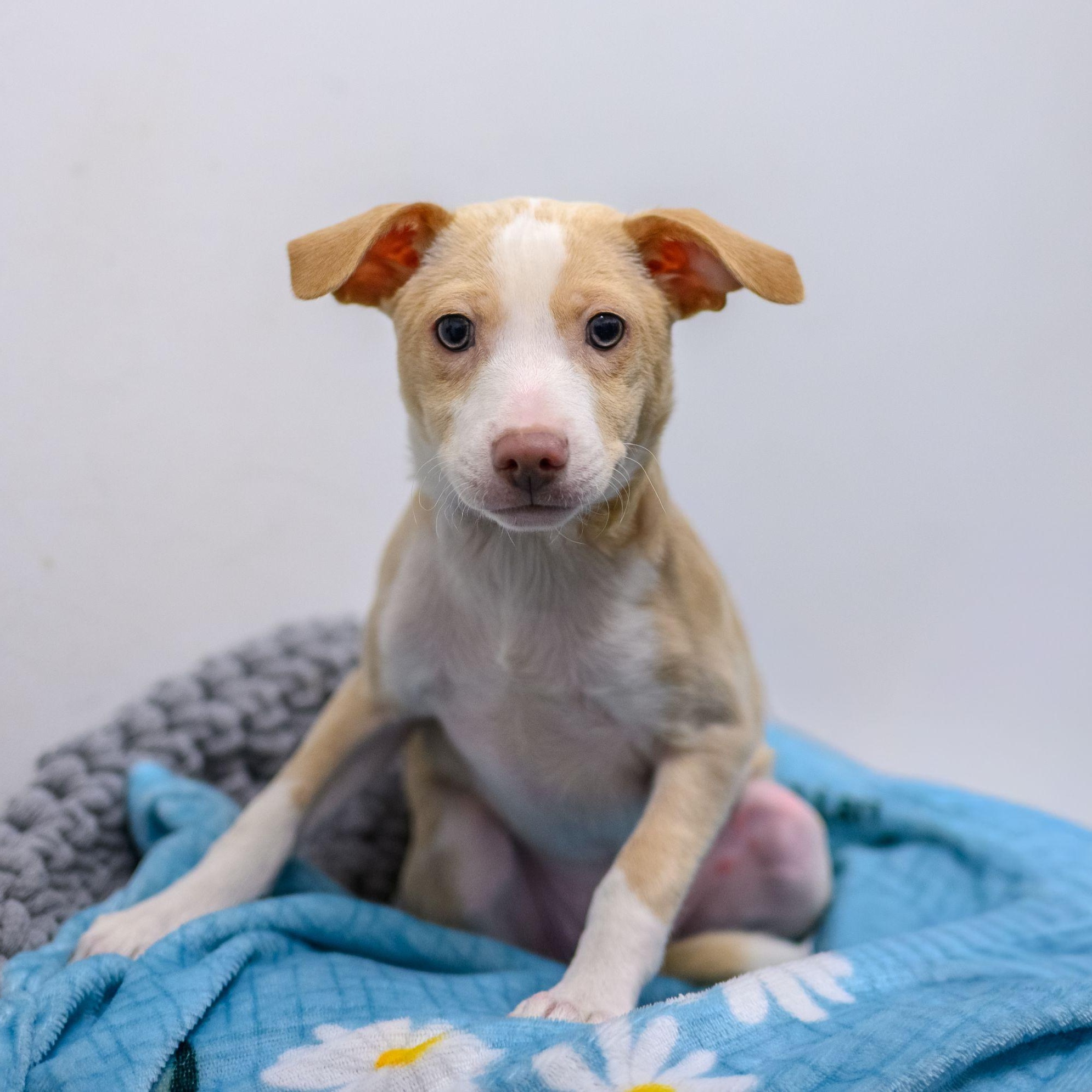 JUJUBEE, ADOPTABLE, Puppy Female Chihuahua & Mixed Breed.