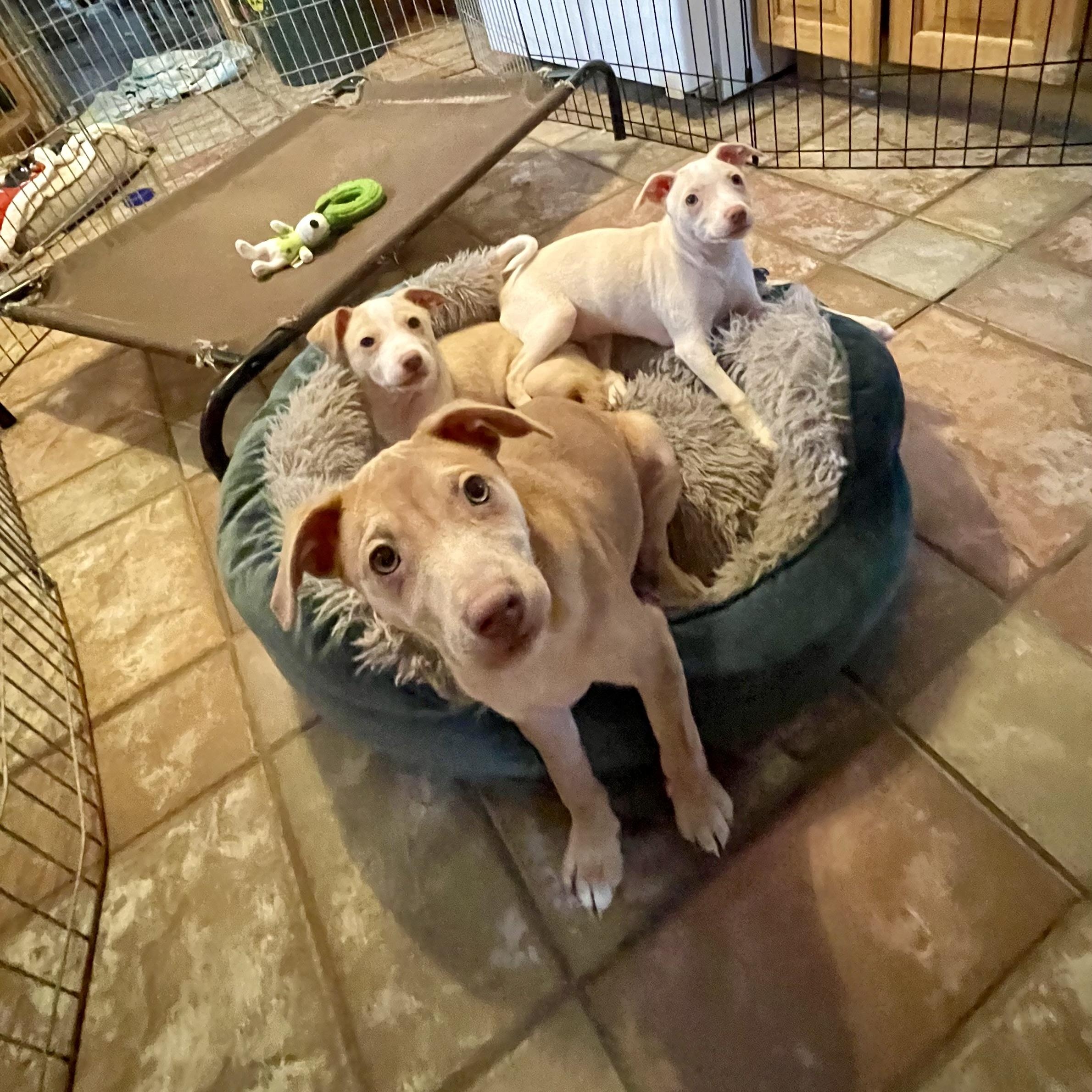 Enlarge JUJUBEE, a ADOPTABLE mixed breed in Hamilton, NJ image 6/6