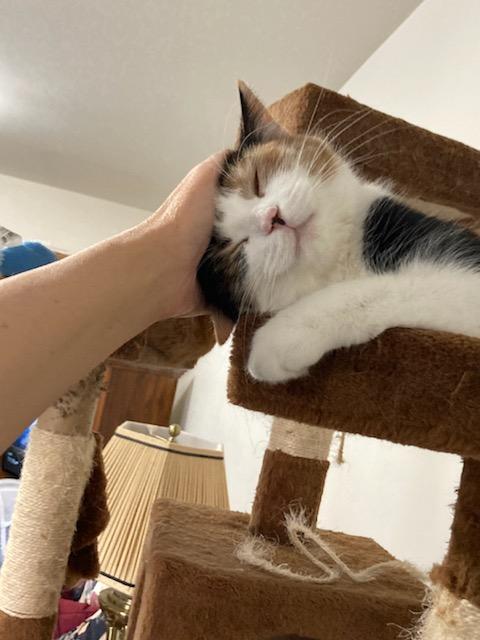 Courtesy Post- Dolly and Gracie