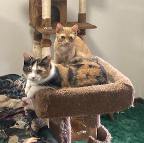 Courtesy Post- Dolly and Gracie, Young Female American Shorthair