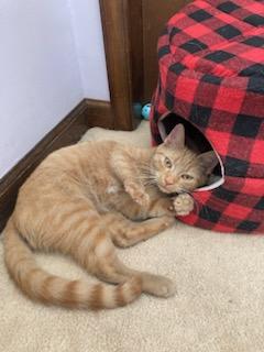 Courtesy Post- Dolly and Gracie, a Adoptable mixed breed in Turnersville, NJ image 3/6