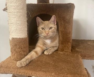 Courtesy Post- Dolly and Gracie, a Adoptable mixed breed in Turnersville, NJ image 4/6