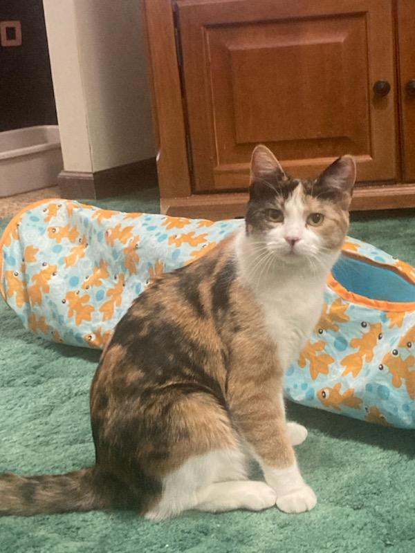 Courtesy Post- Dolly and Gracie, a Adoptable mixed breed in Turnersville, NJ image 5/6