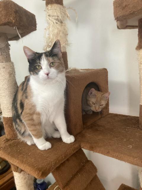 Courtesy Post- Dolly and Gracie