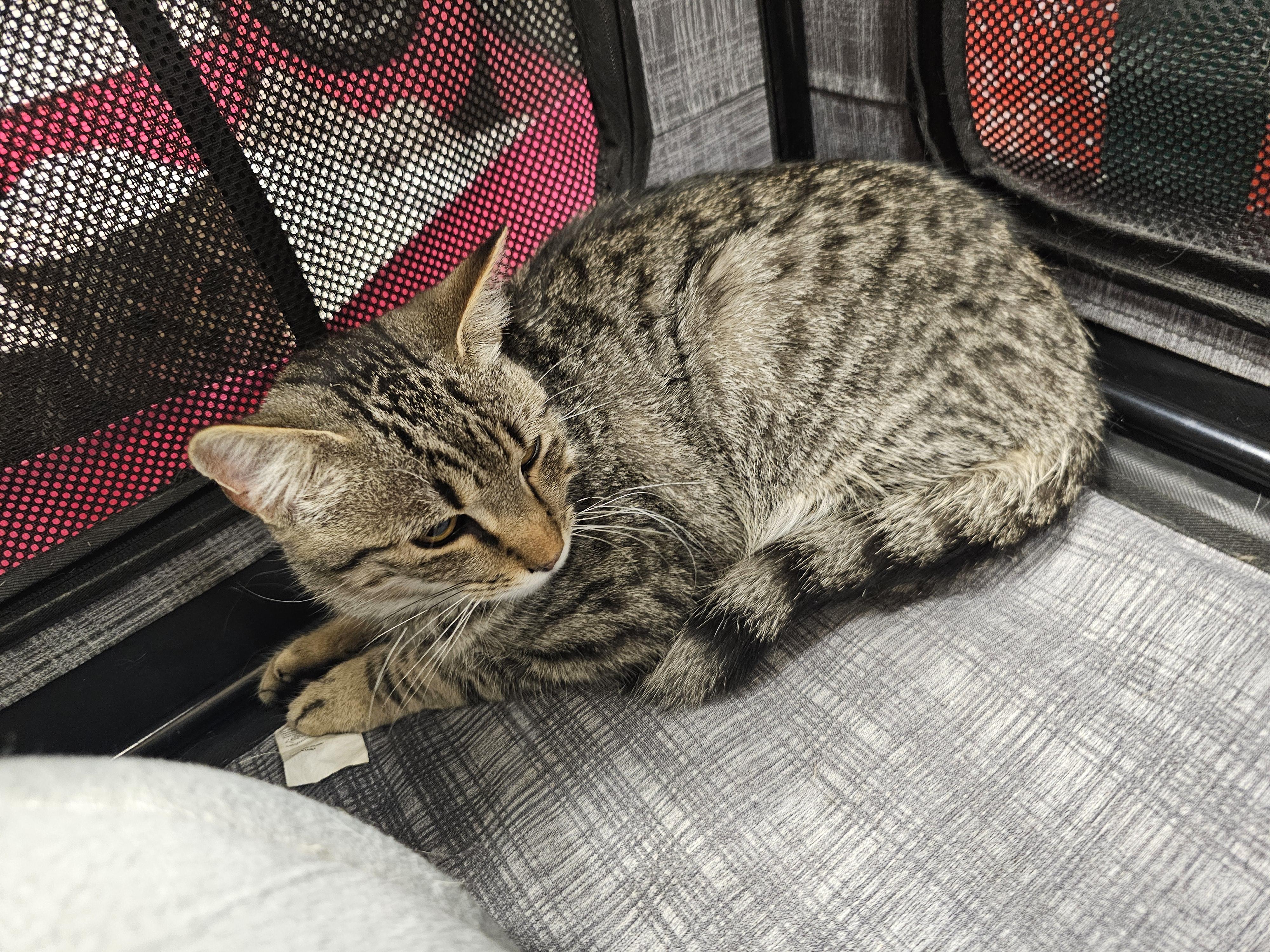 Enlarge Windsor , an adopted Tabby in Richmond, VA image 3/3