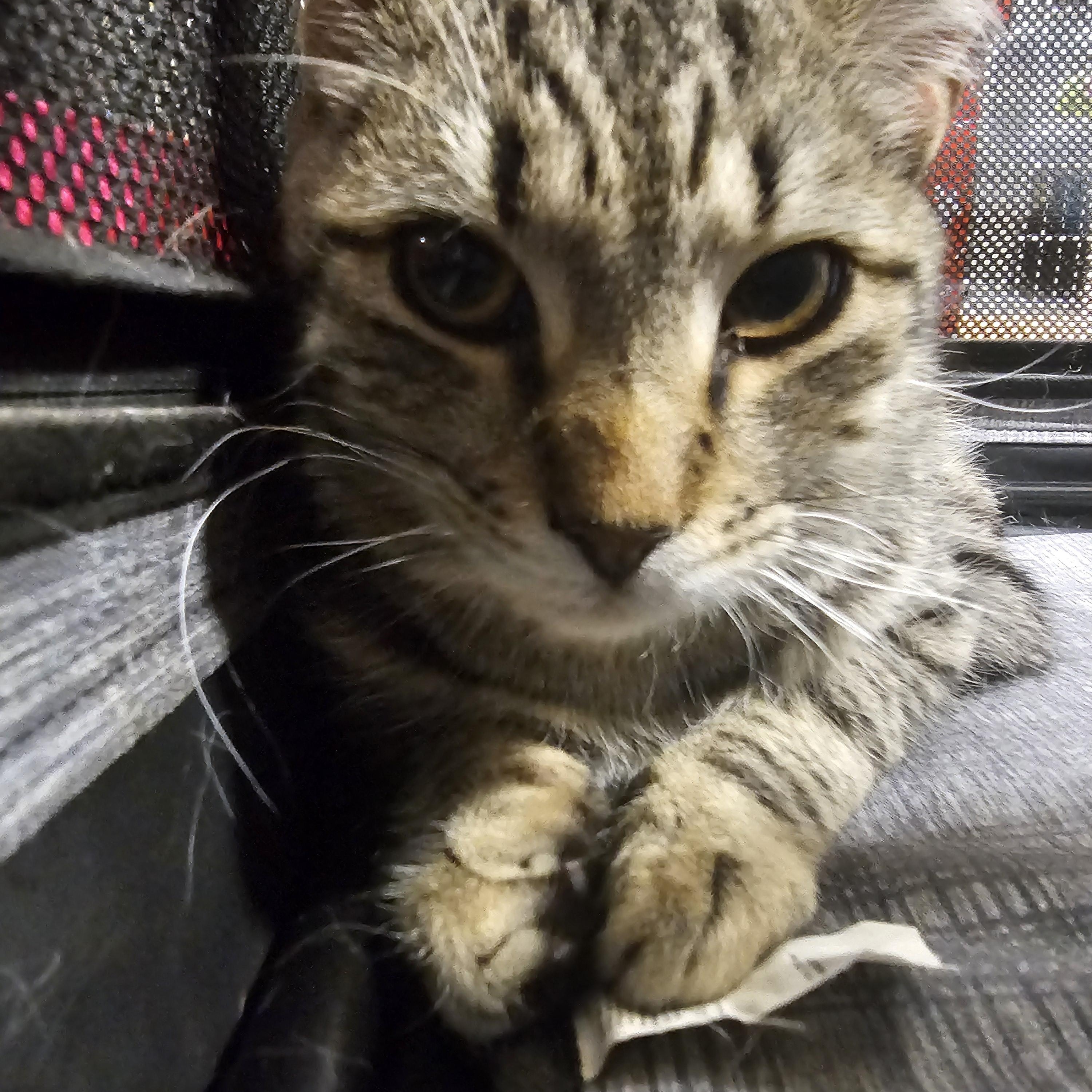 Enlarge Windsor , an adopted Tabby in Richmond, VA image 2/3