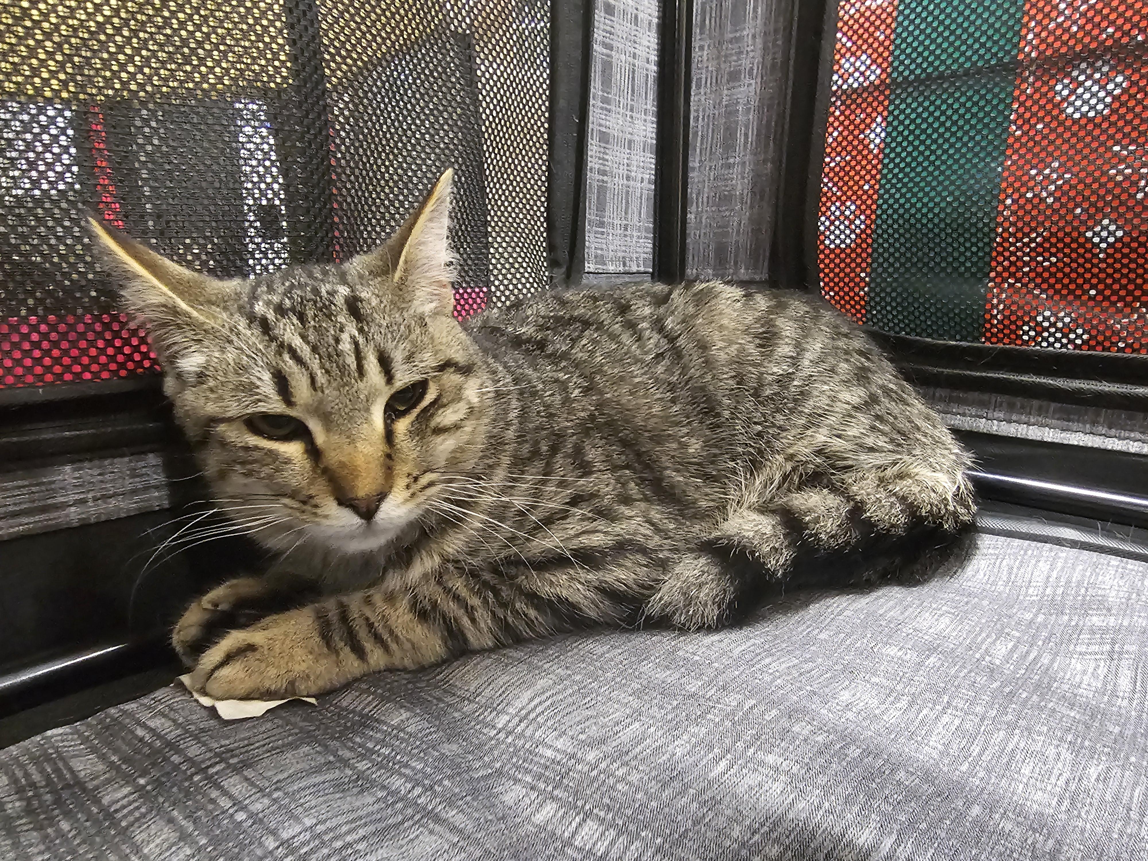 Windsor , adopted, Kitten Male Tabby.