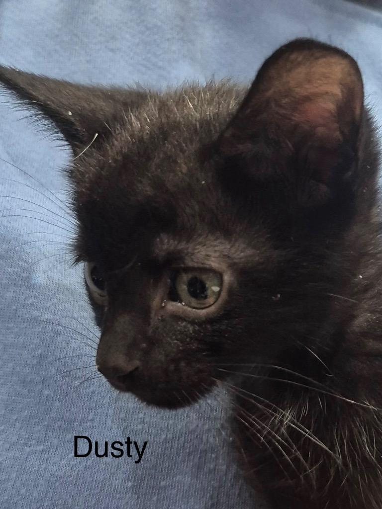 Dusty, Adoptable, Kitten Male Domestic Short Hair.