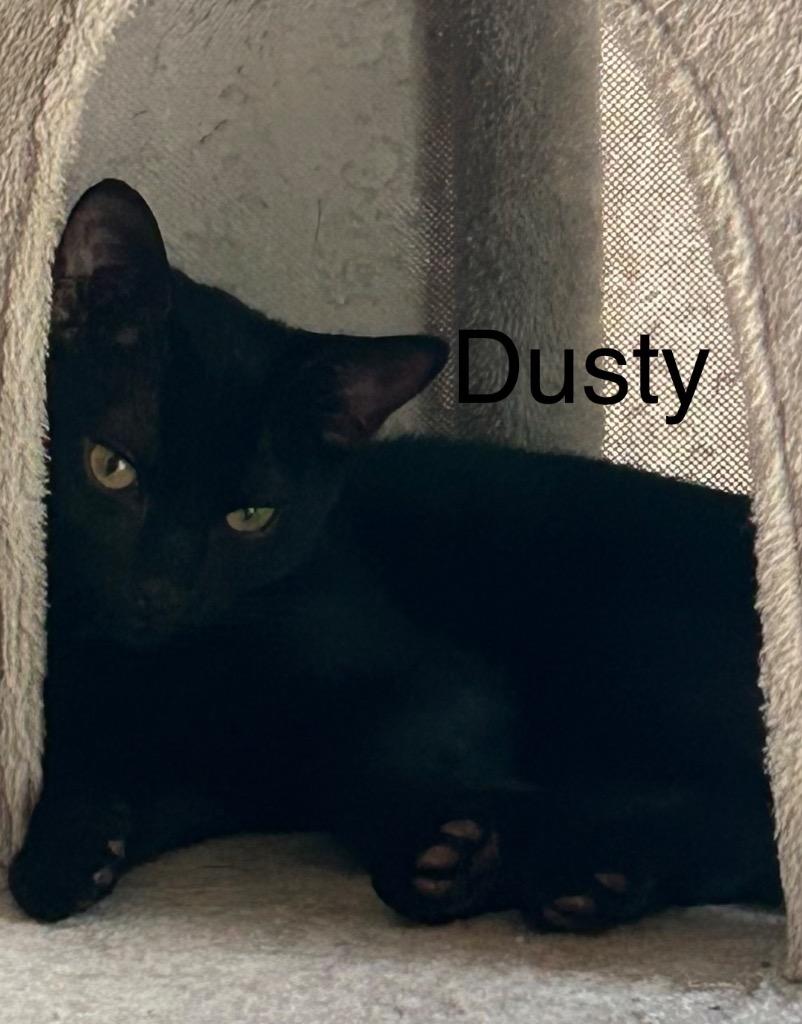 Enlarge Dusty, a Adoptable mixed breed in Spring, TX image 2/2