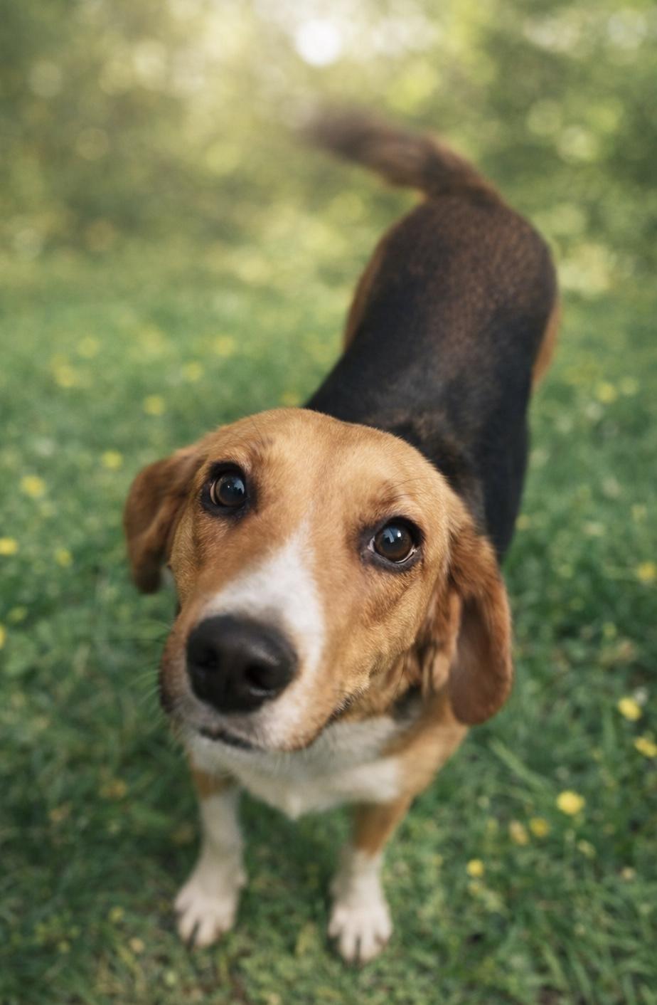 Lila Mae- Hoping you choose her., a Adoptable mixed breed in Burlington, VT image 1/2