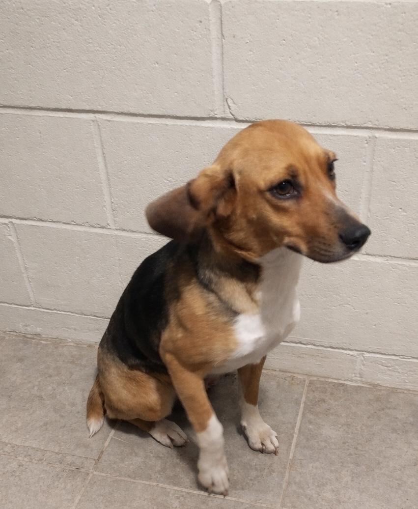 Lila Mae- Hoping you choose her., a Adoptable mixed breed in Burlington, VT image 2/2