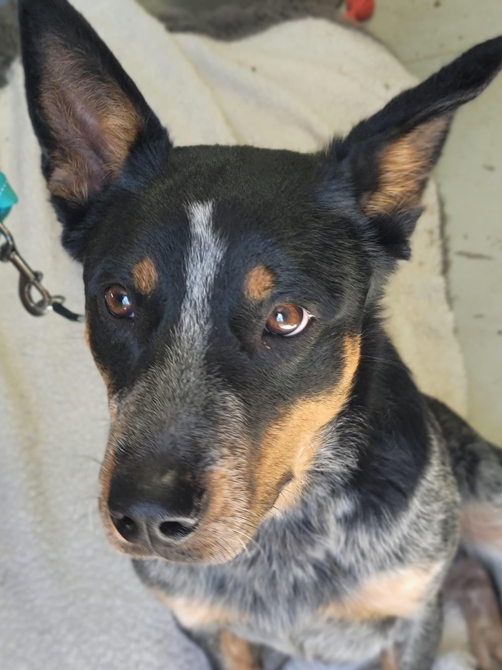 Enlarge Bernie, an adopted Australian Cattle Dog / Blue Heeler in Thornhill, ON image 2/2