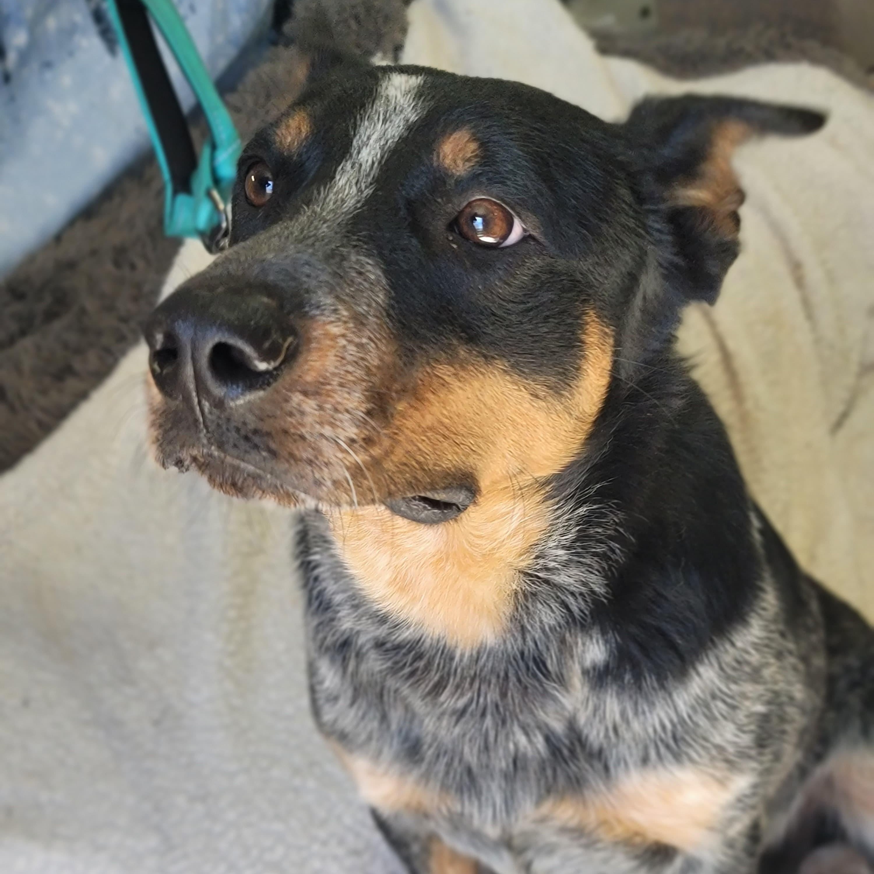 Bernie, adopted, Young Male Australian Cattle Dog / Blue Heeler.